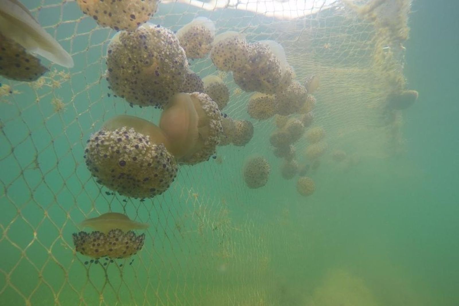 Medusas