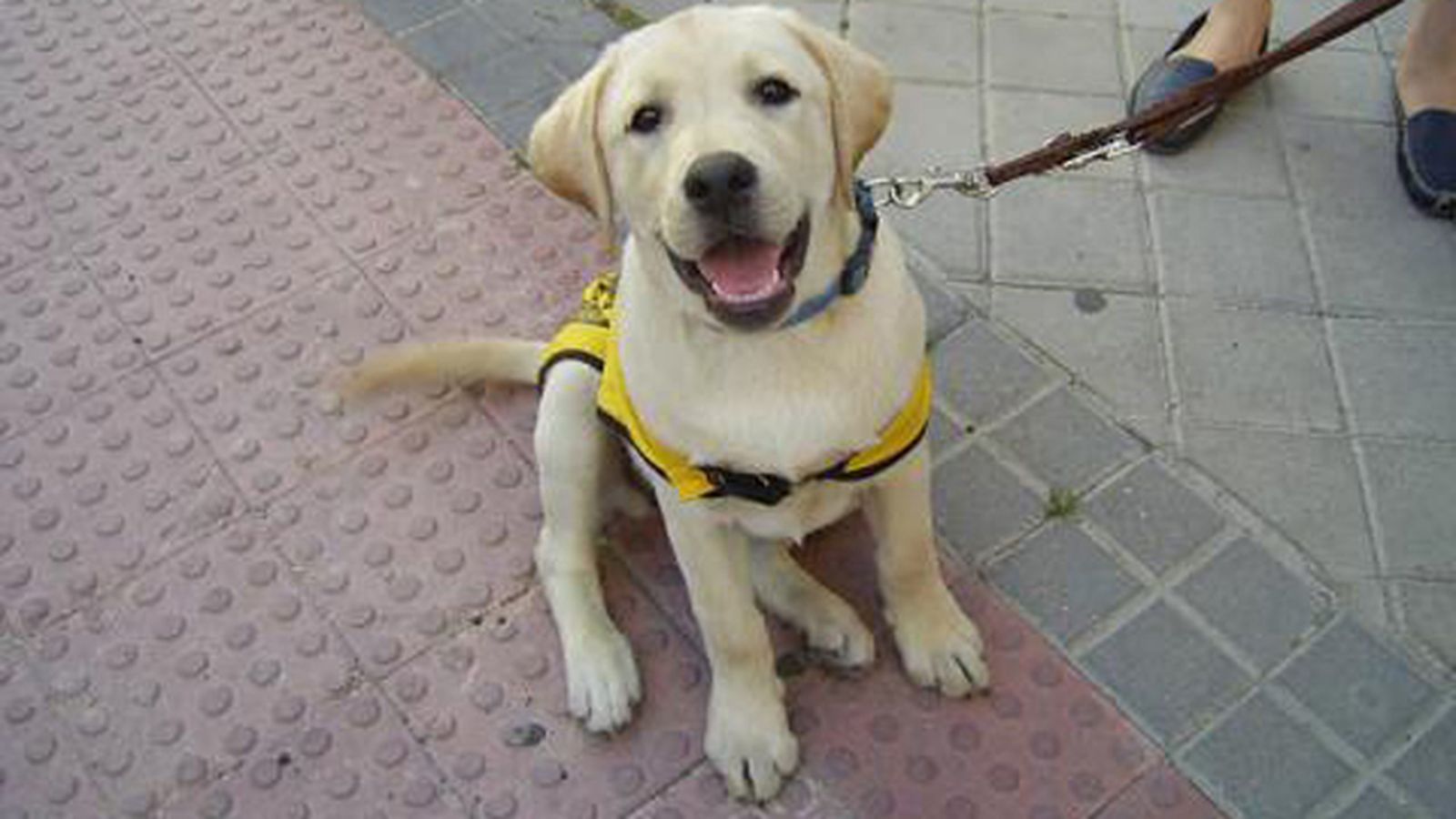 onceperroguia