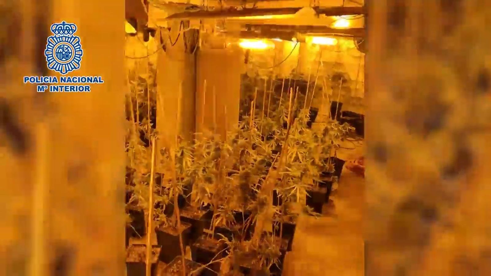 Operación policial: Detenidos por cultivar 1.100 plantas de marihuana en chalés de lujo de Madrid y Guadalajara