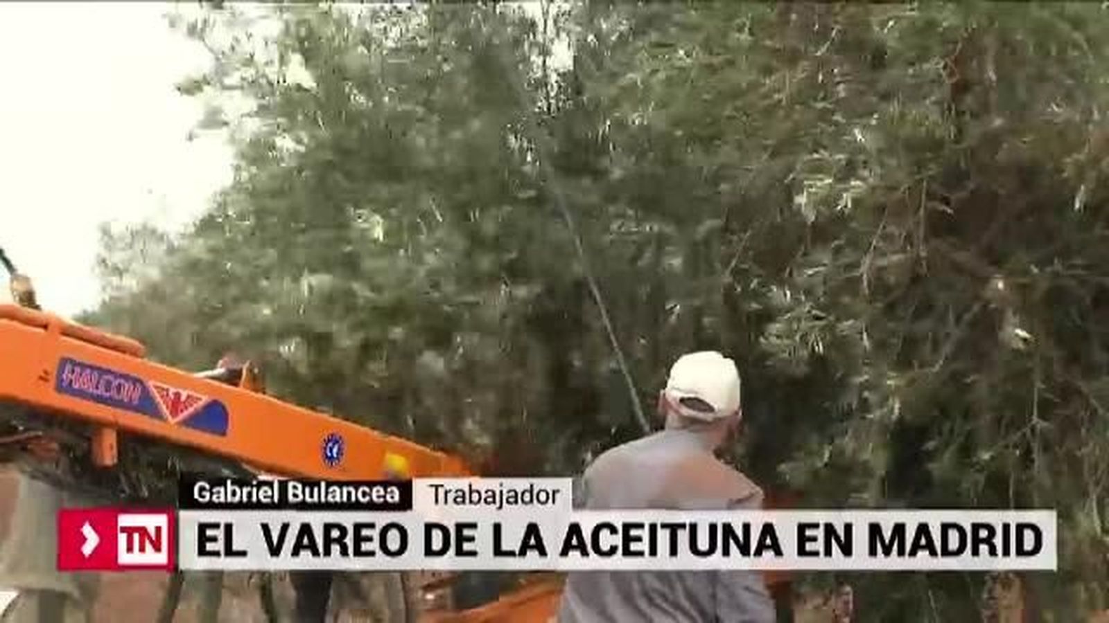 El vareo de la aceituna en Madrid