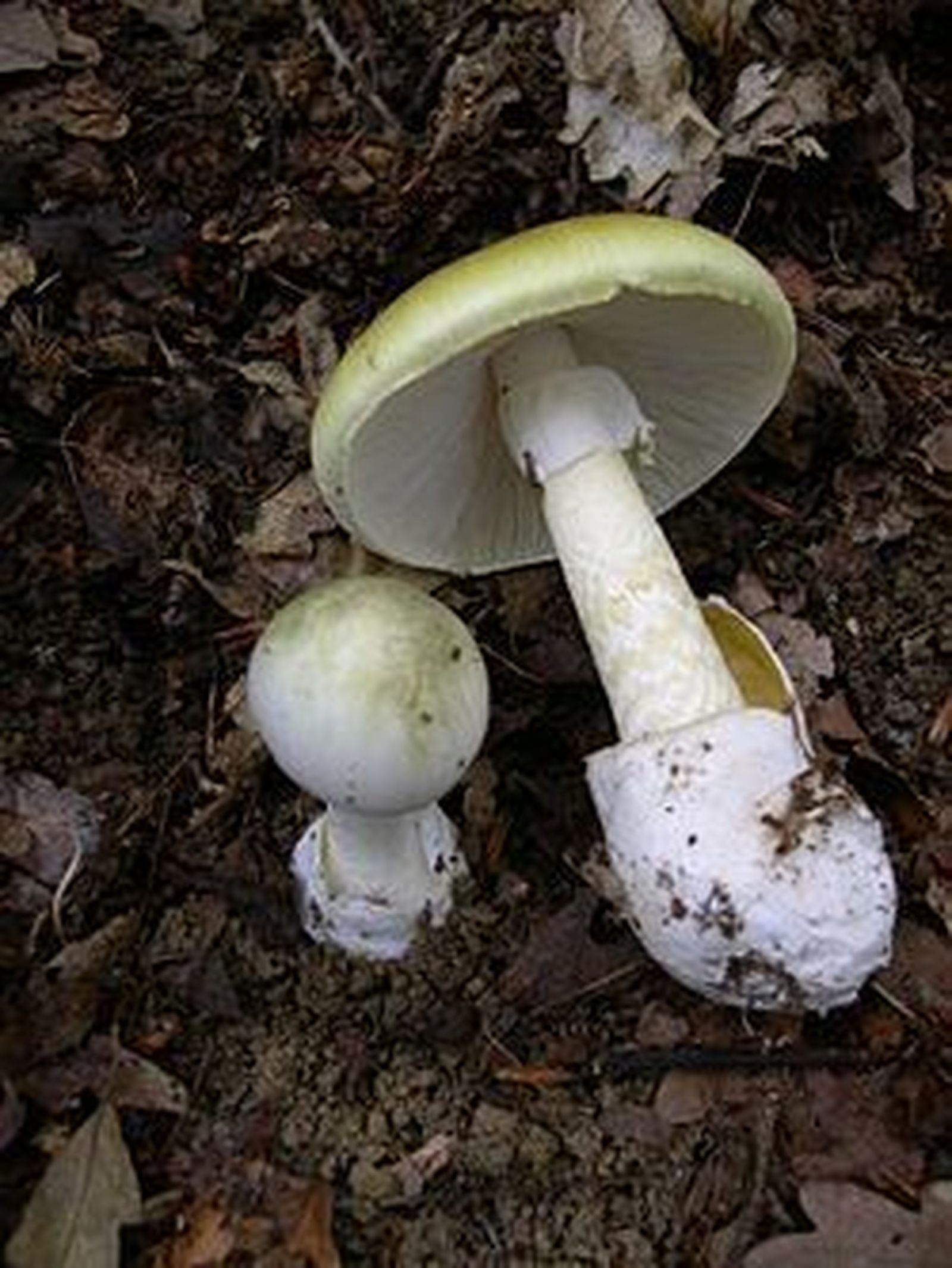 Setas Amanita phalloides