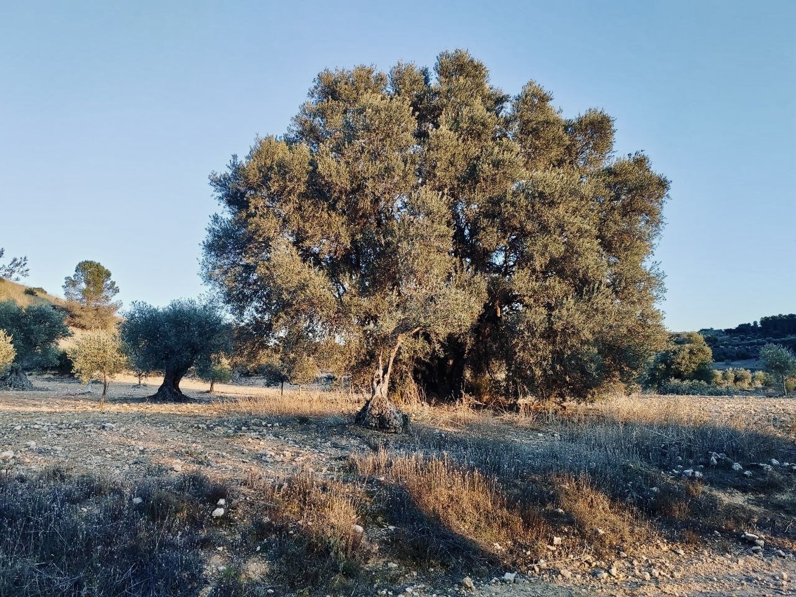 Olivo de gran tamaño localizado en Campo Real