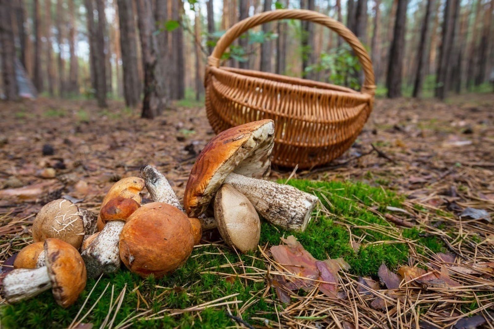 Cesta con varias setas recogidas en el campo