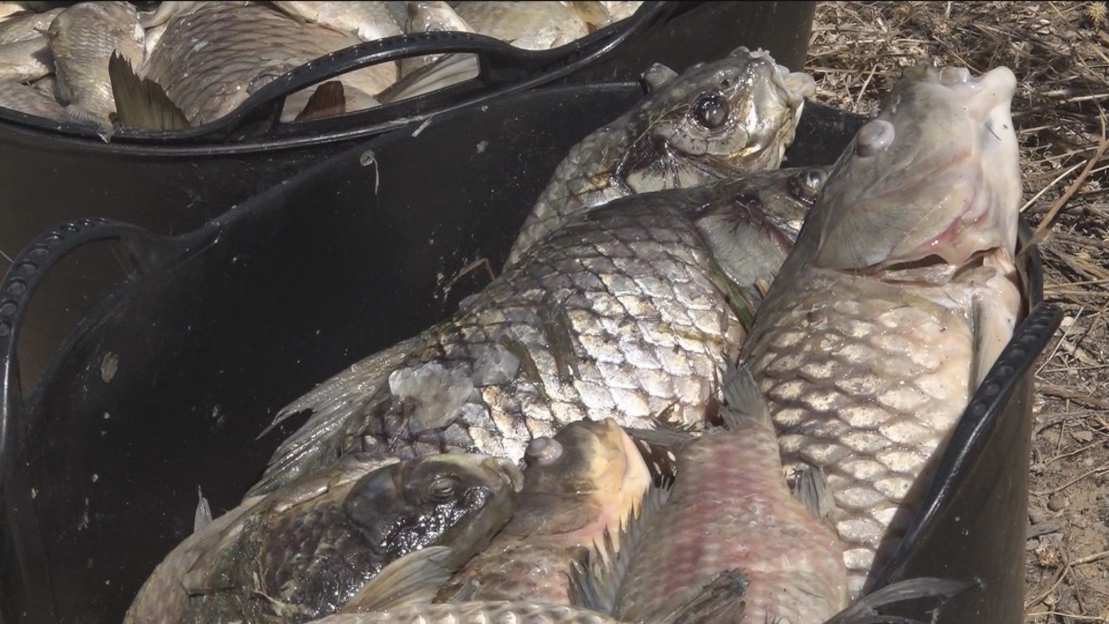 Recogen los peces muertos en Velilla de San Antonio
