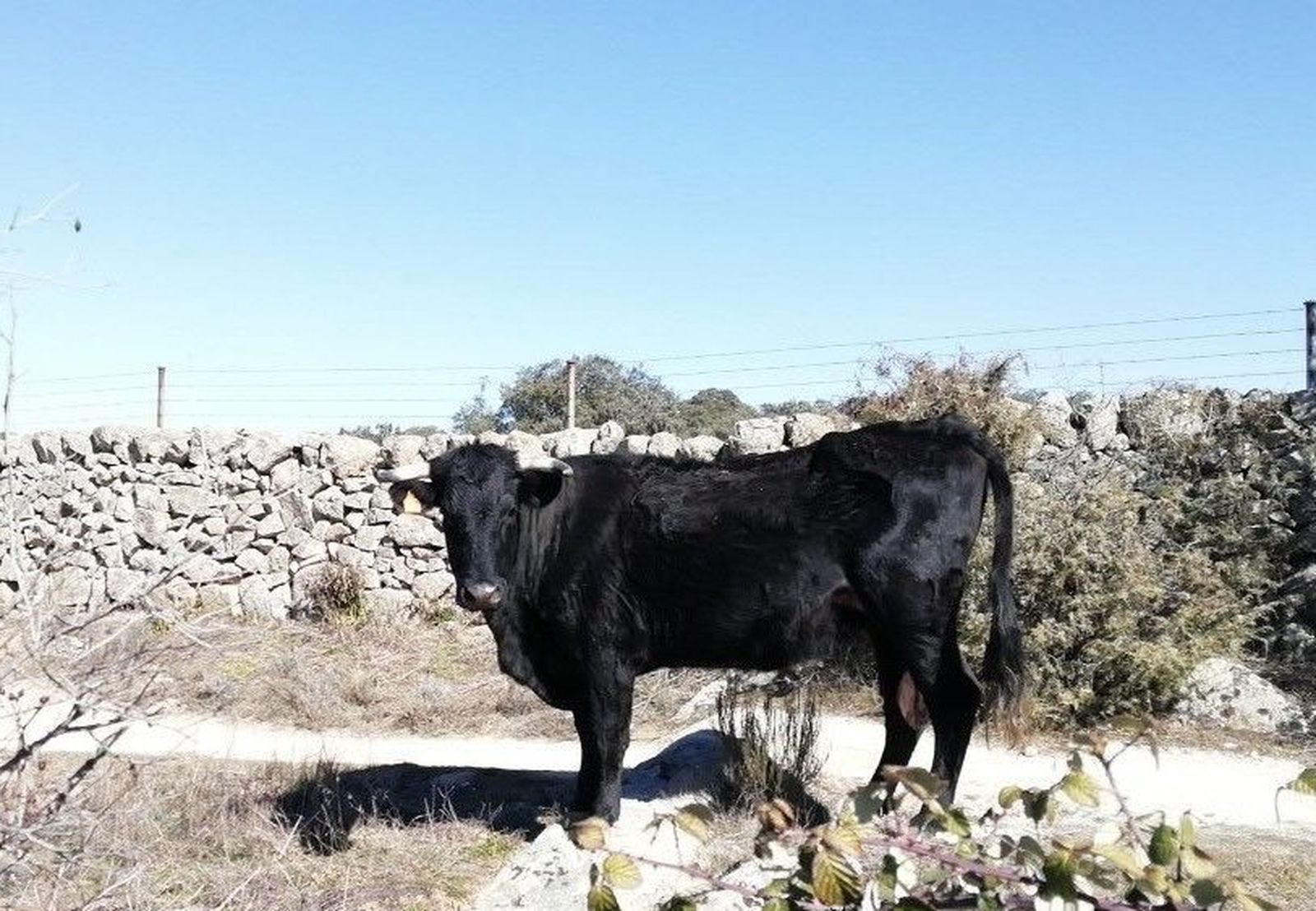 La vaca brava colmenareña, en plena vía pecuaria