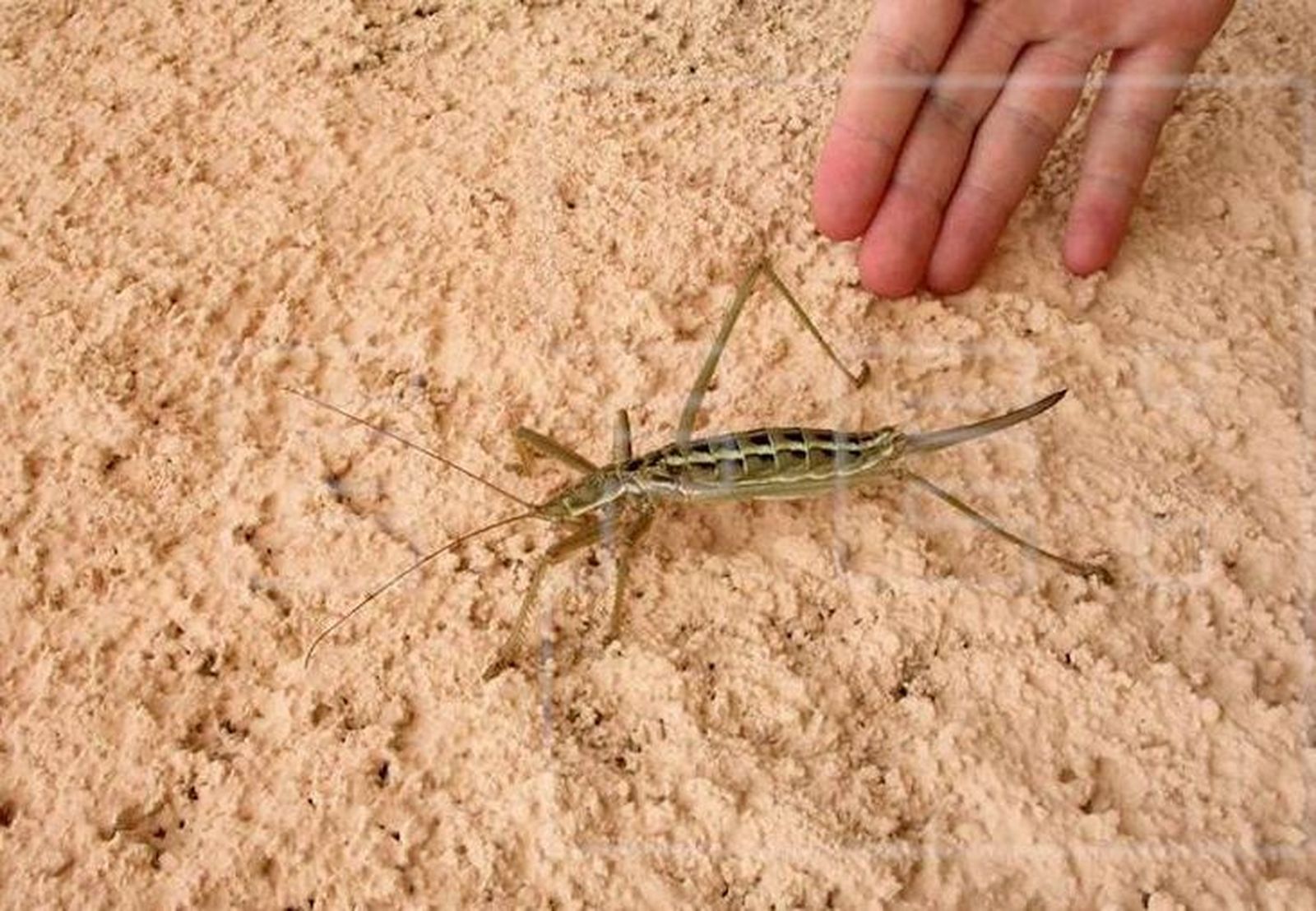 Insecto de la especie  'Saga Pedo'