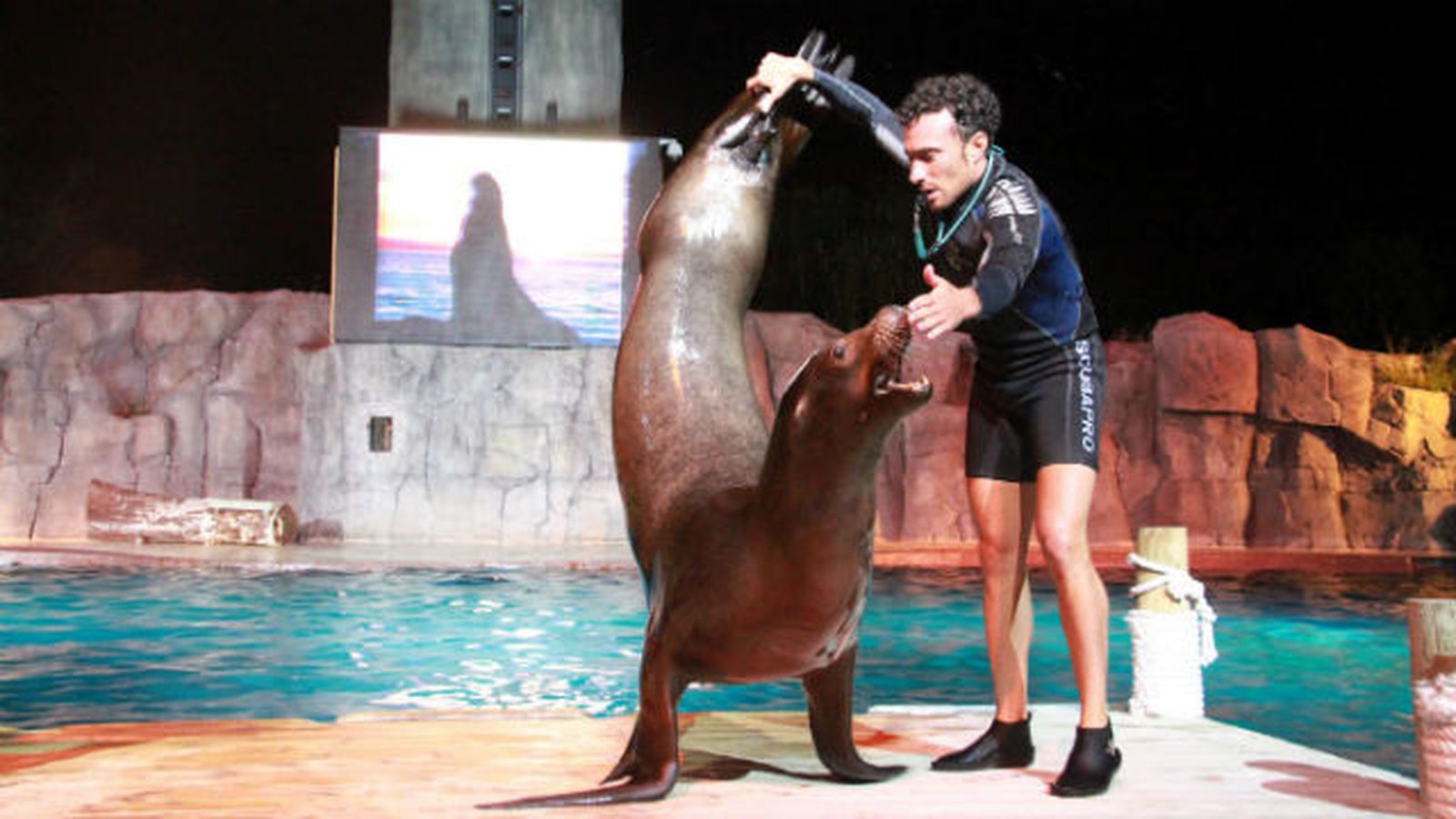 Elefante marino, Faunia