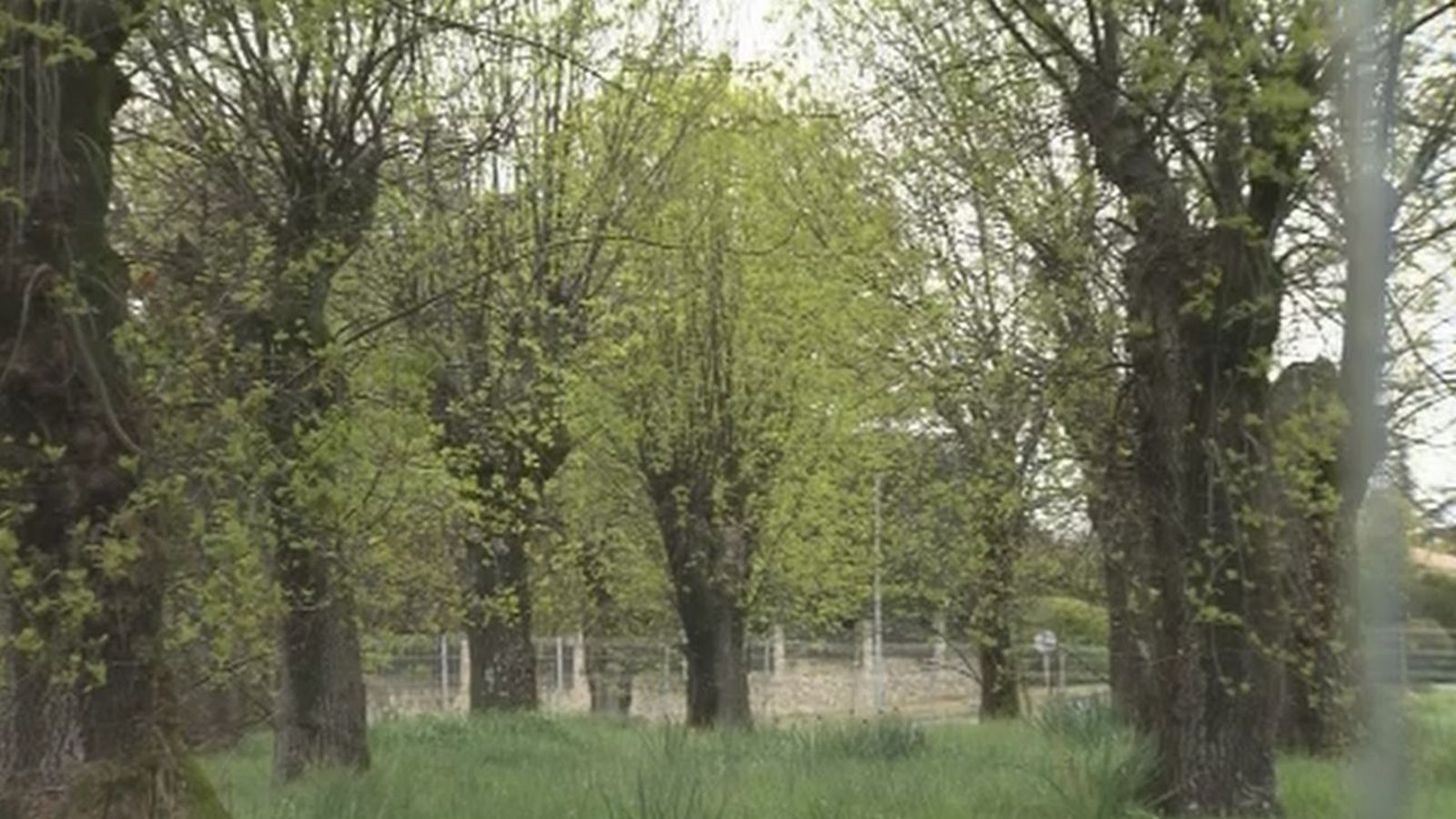 Contra la tala de árboles por la construcción de una residencia de ancianos en Guadarrama