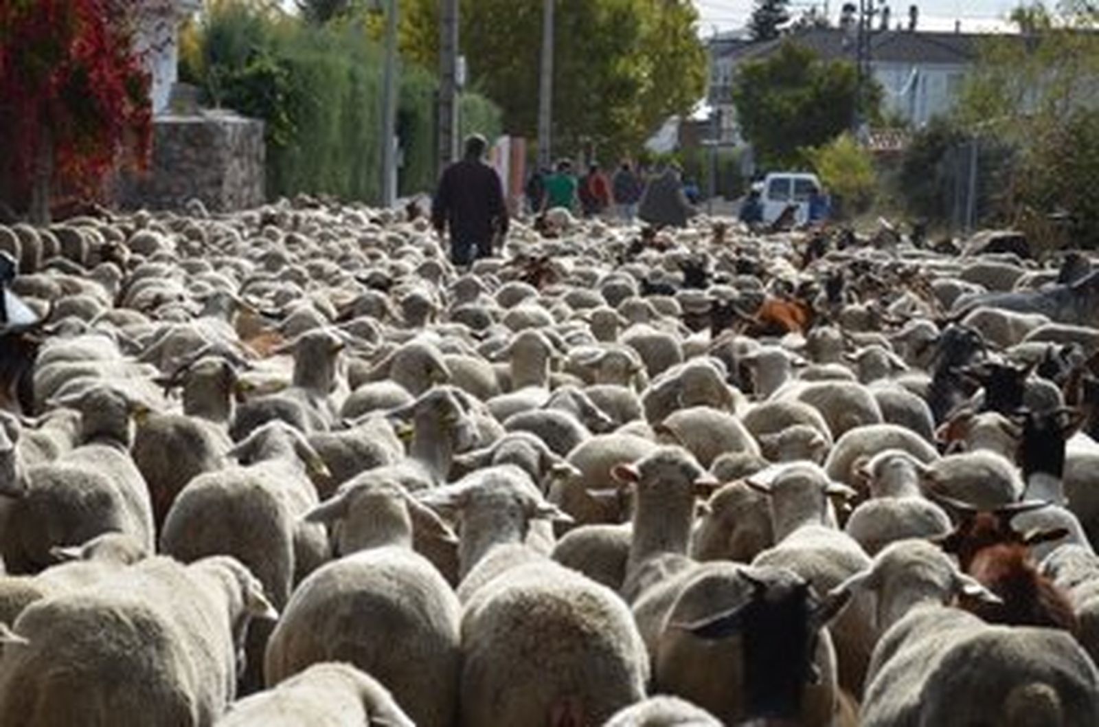 Un rebaño trashumante de 1.300 ovejas logra llegar a Madrid pese a la covid