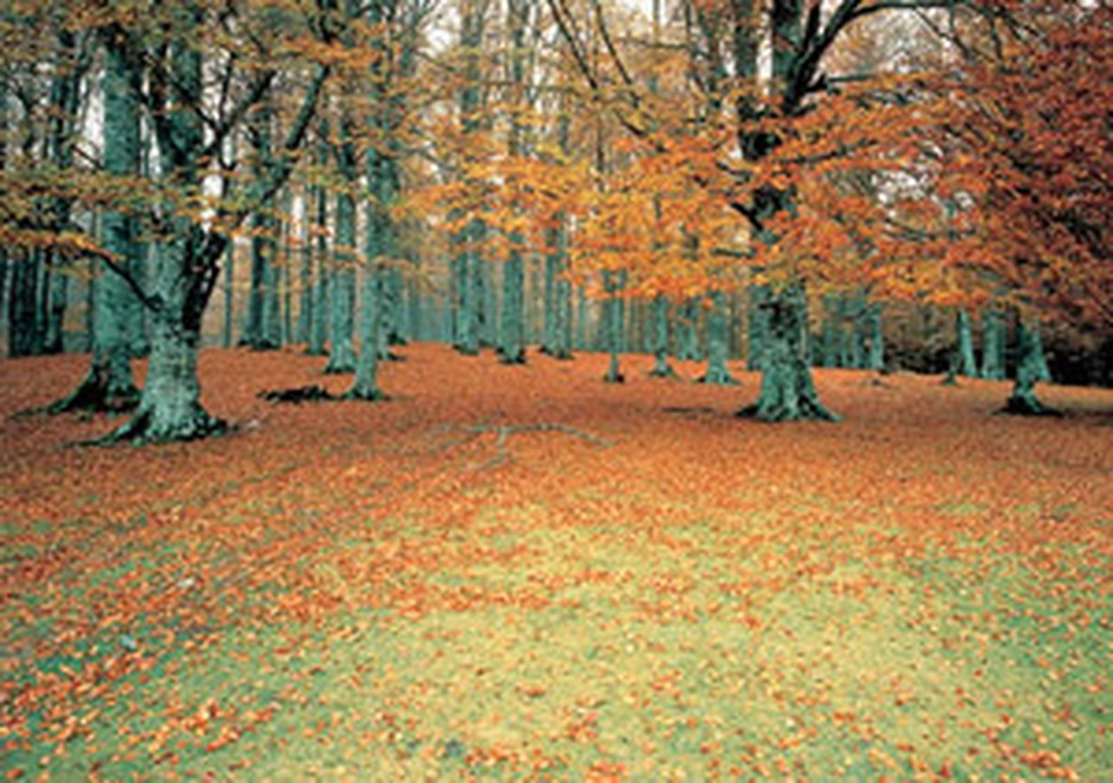 blog tiempo otoño