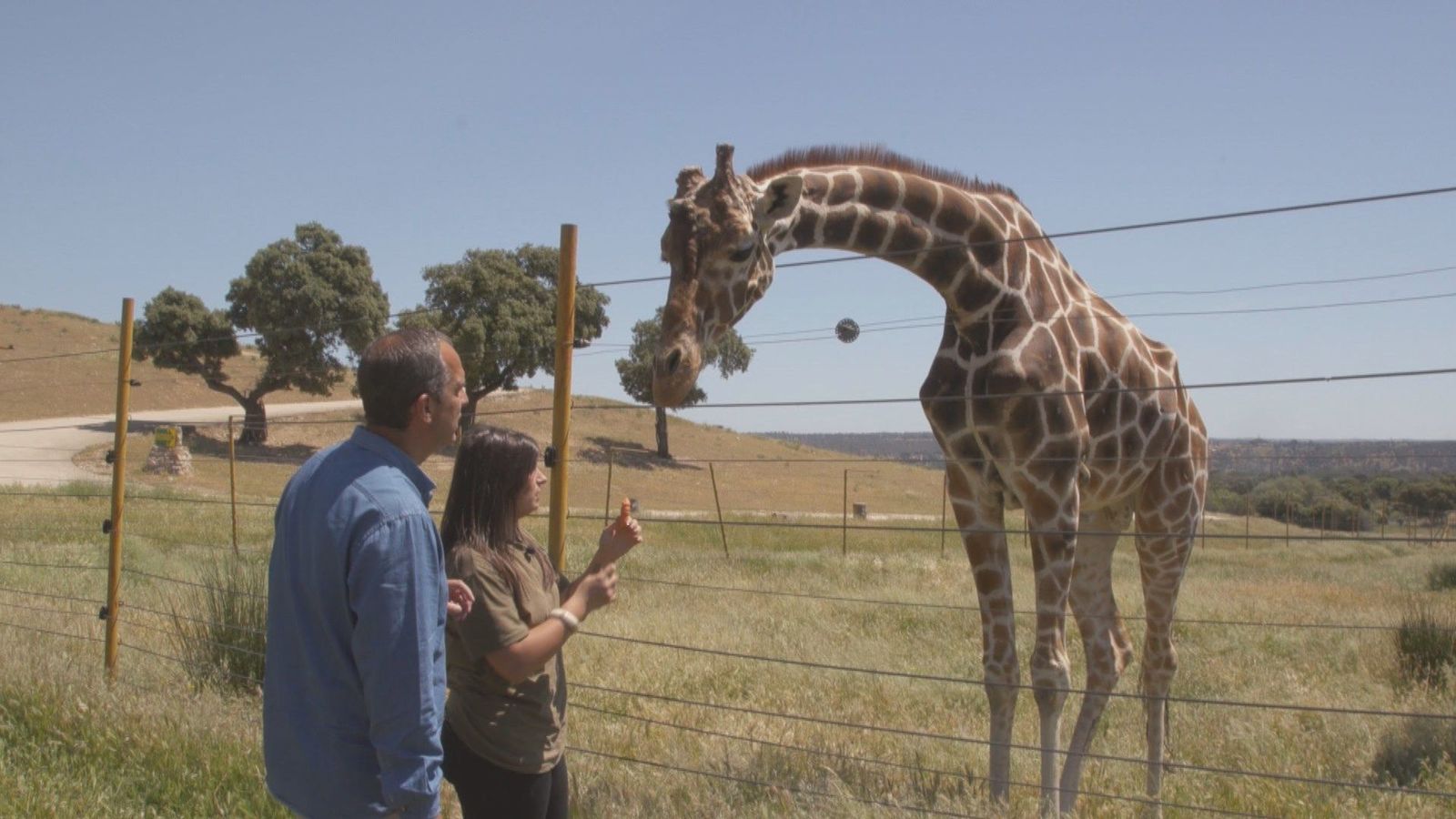 Safari Madrid: un viaje a la sabana africana en Aldea del Fresno