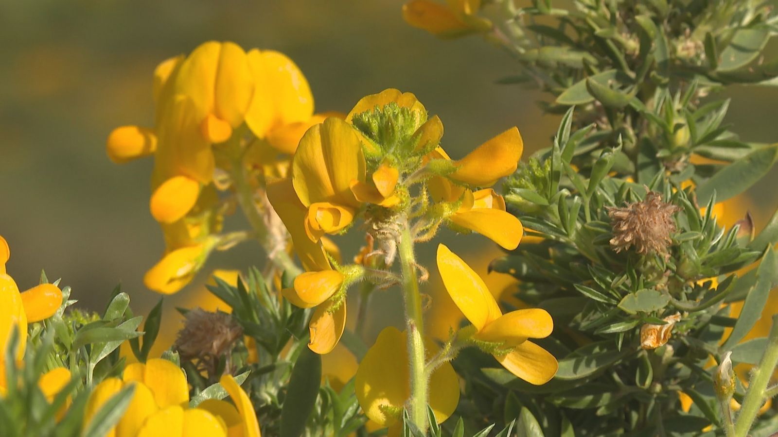 Los Molinos se viste de amarillo, llega el Festival del Cambroño