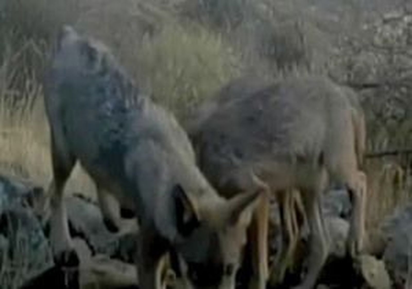 lobos.mp4