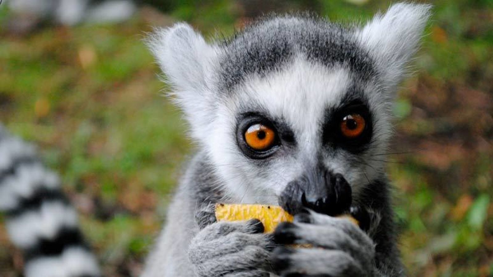 Cuenta con más de 4.000 animales de 500 especies diferentes a lo largo de sus 22 hectáreas