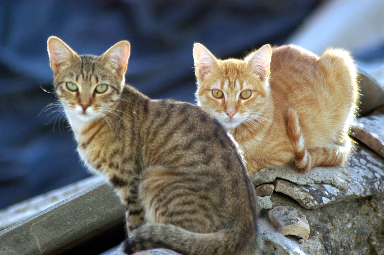 Gatos callejeros