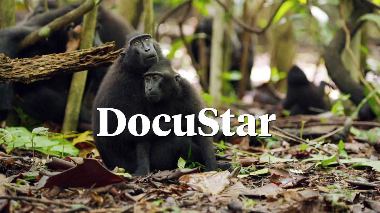 docustar