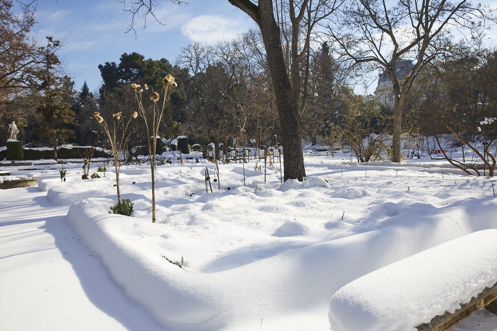 El Real Jardín Botánico de Madrid tras el paso de la borrasca Filomena