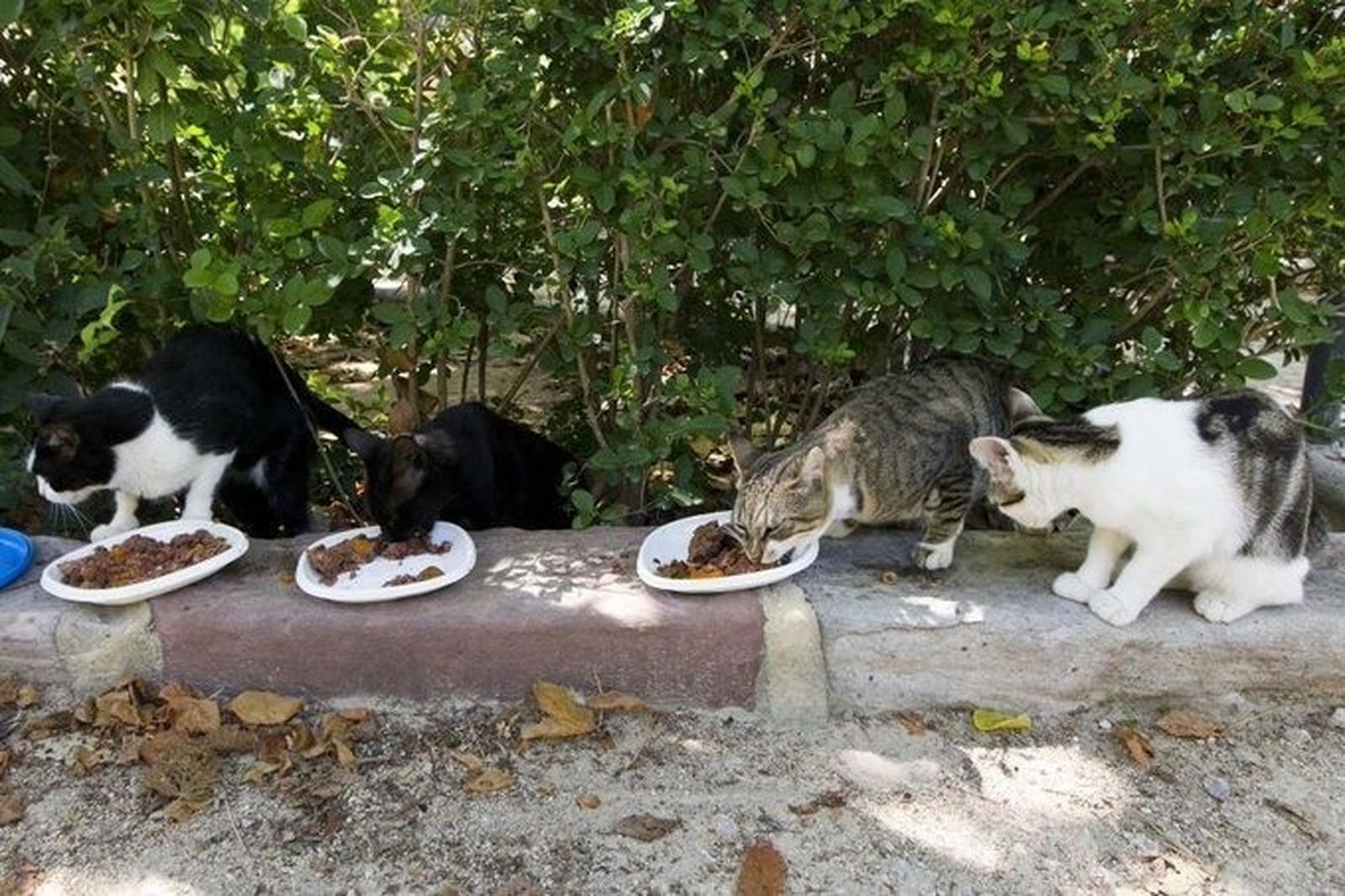 Gatos callejeros