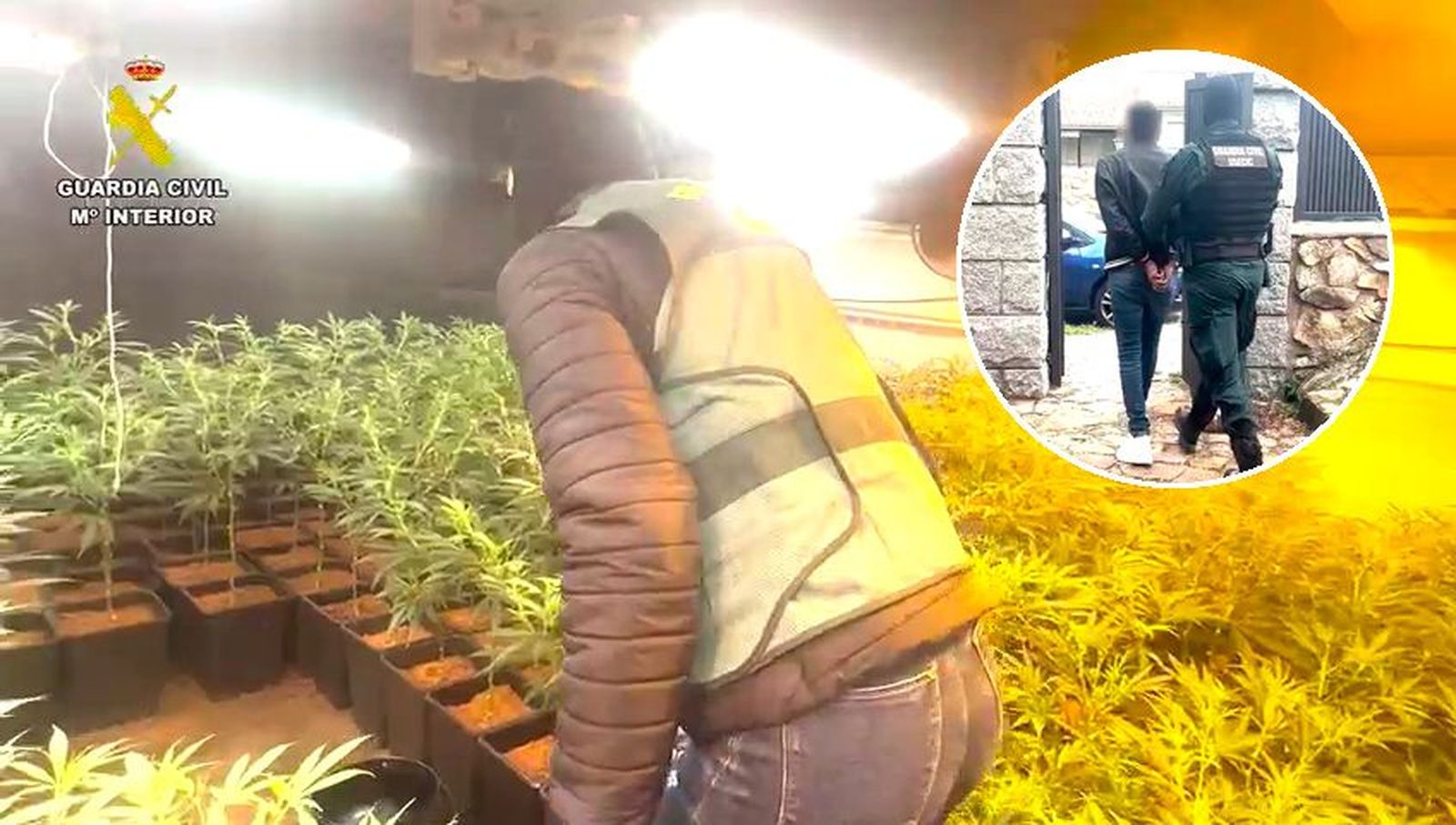 10 detenidos e incautadas casi 10.000 plantas de marihuana en cultivos indoor de Madrid, Segovia y Guadalajara
