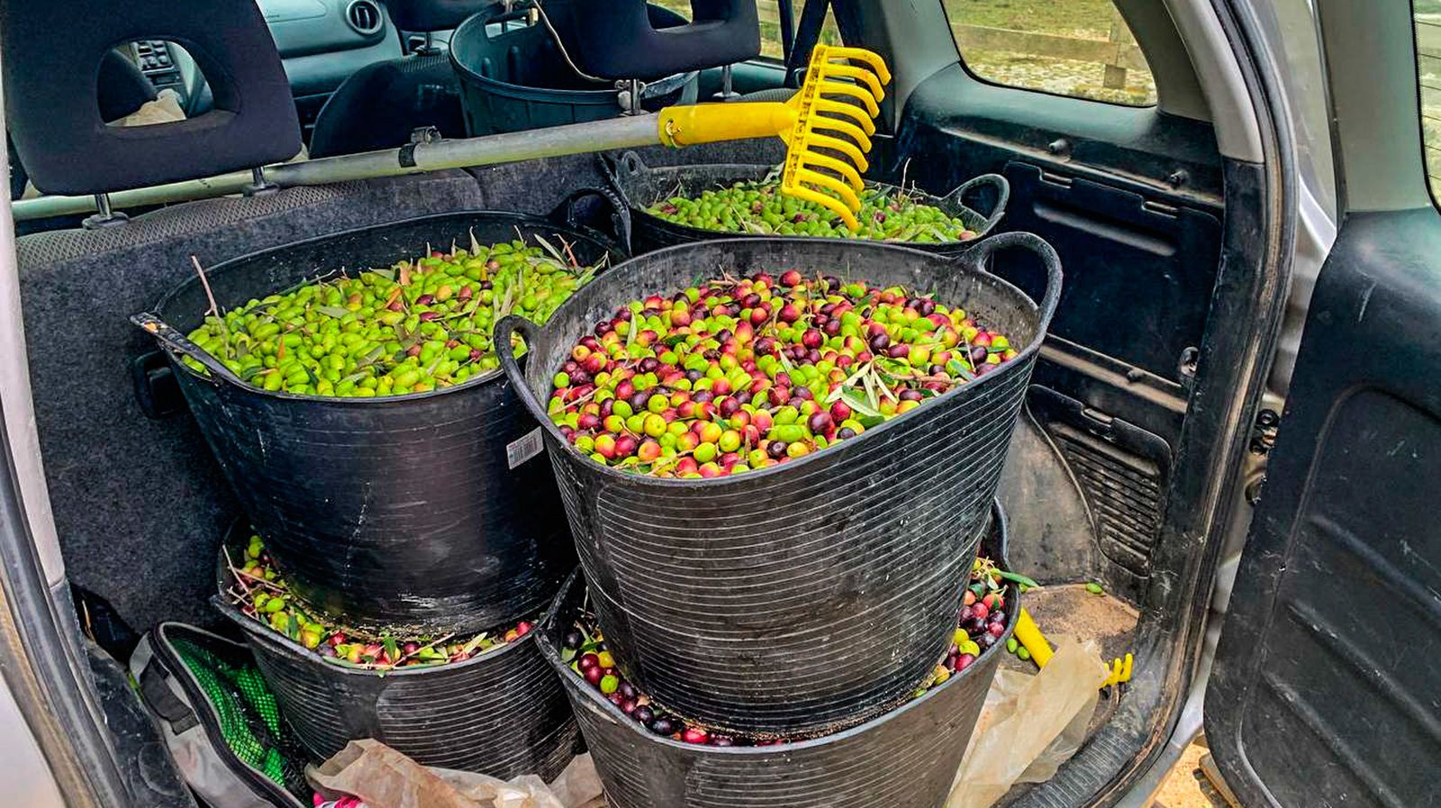 Un cargamento de aceitunas interceptado en Paracuellos