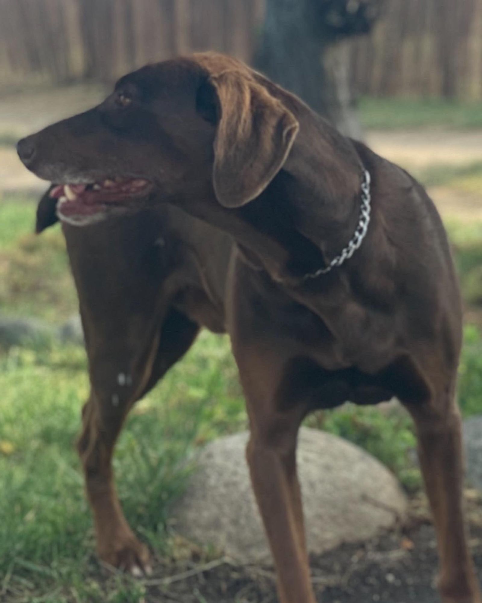 Pancho