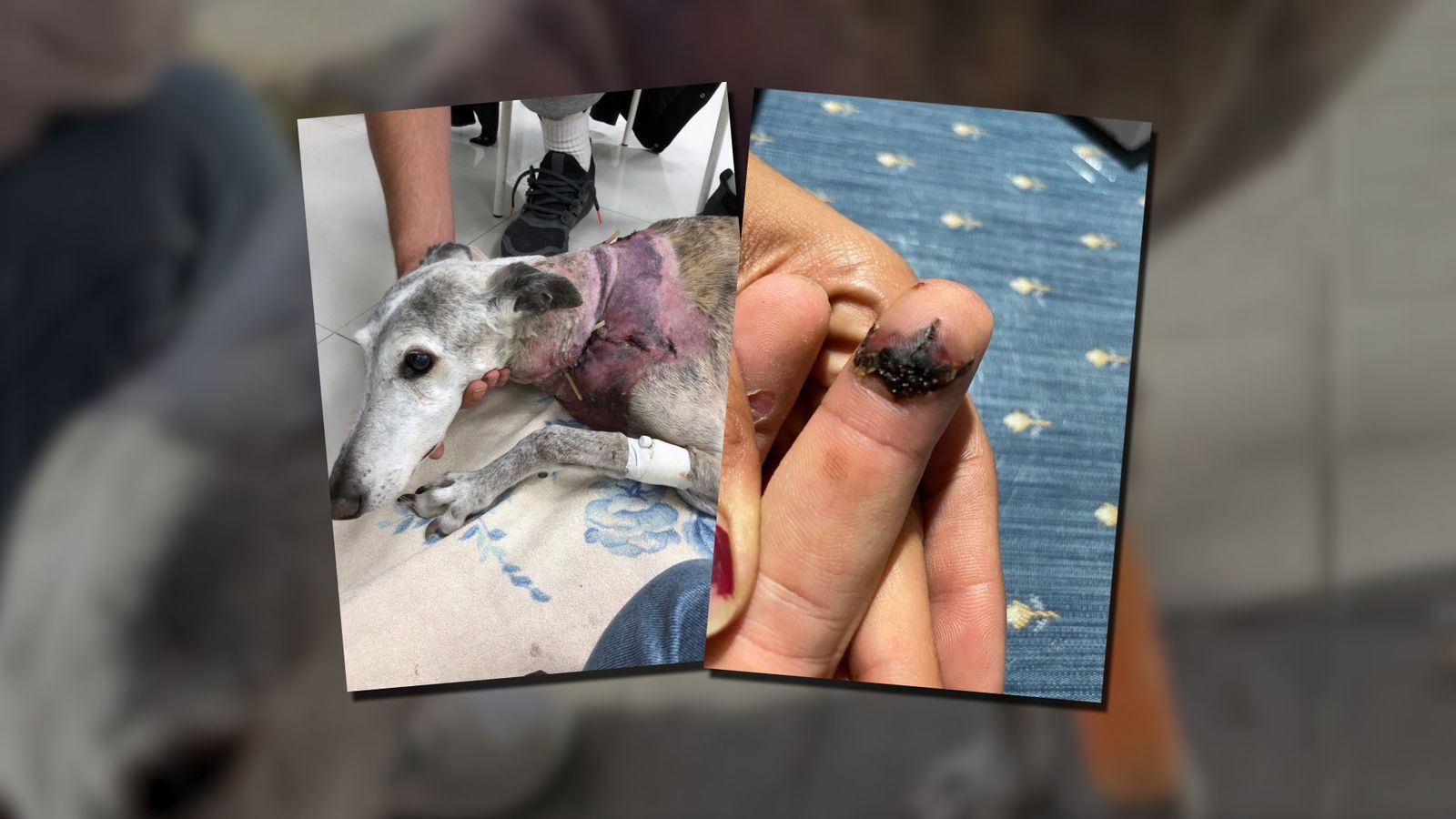 Justicia para 'Larga', una perrita que sufrió el ataque mortal de otro perro en Urgel