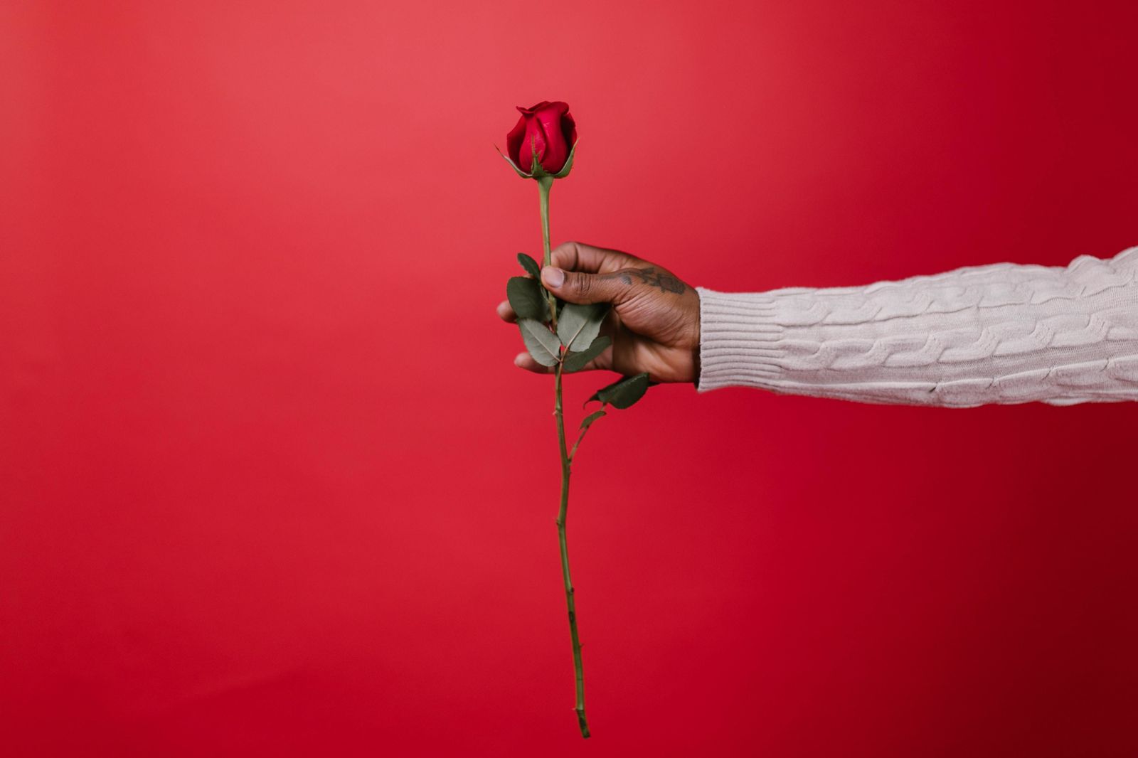 ¿Por qué se regalan rosas el Día del Libro?