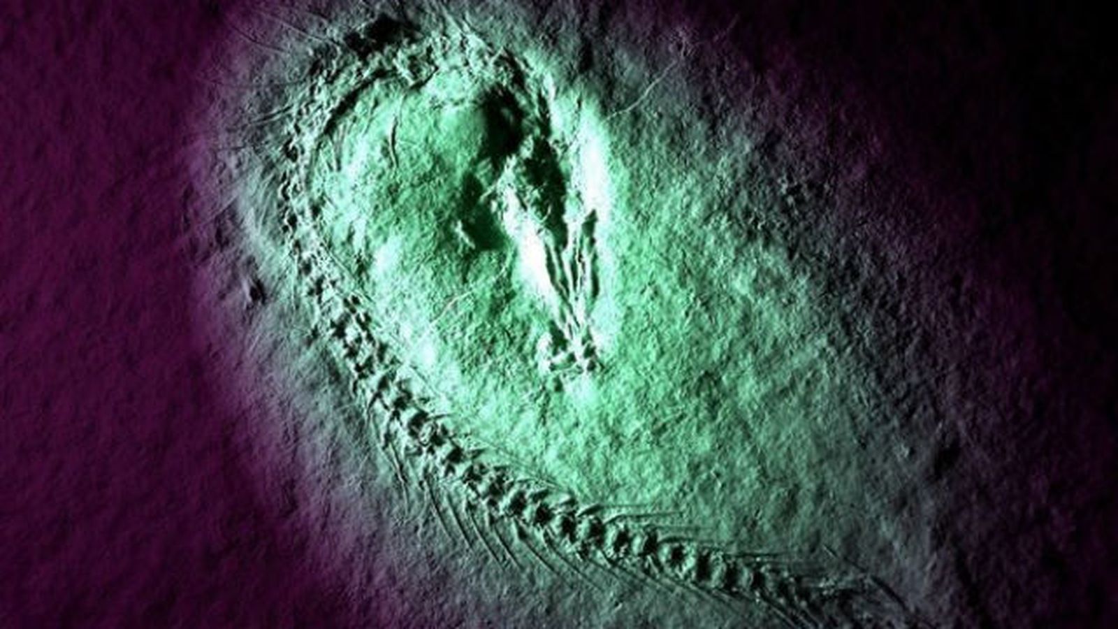 Encuentran restos fosilizados de un cerebro de dinosaurio