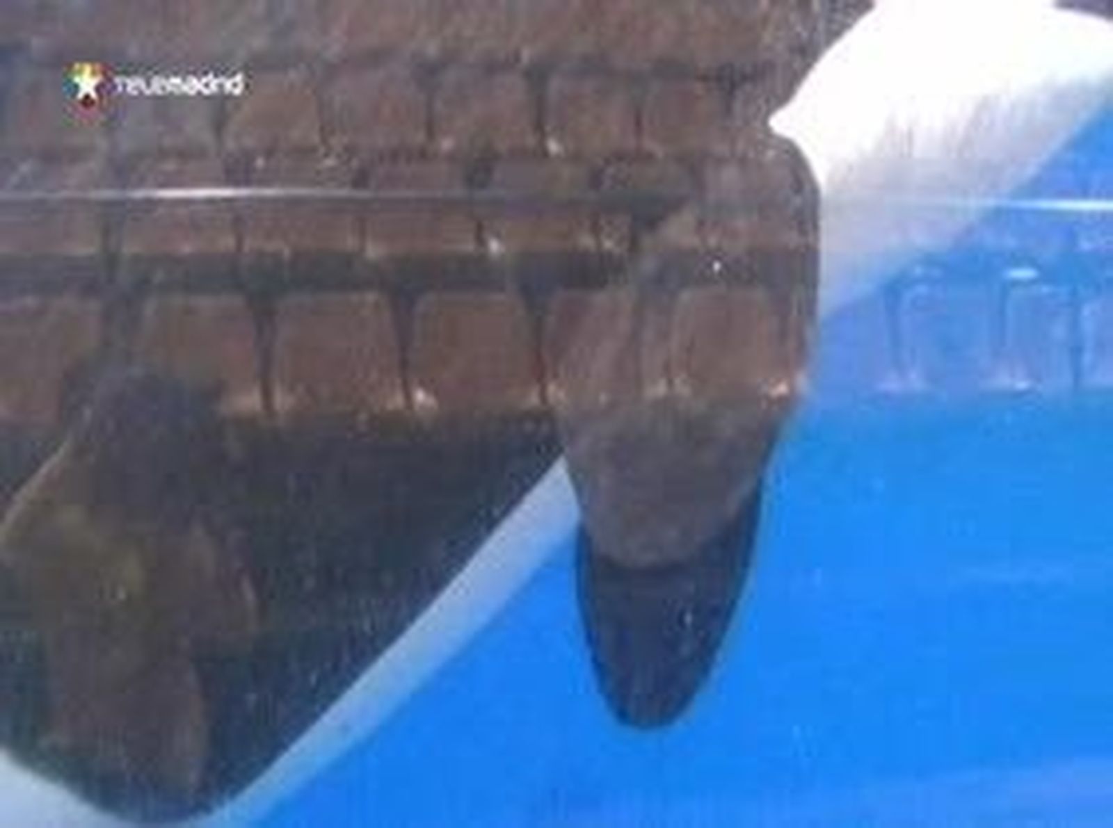 Nace la primera orca en cautividad en España