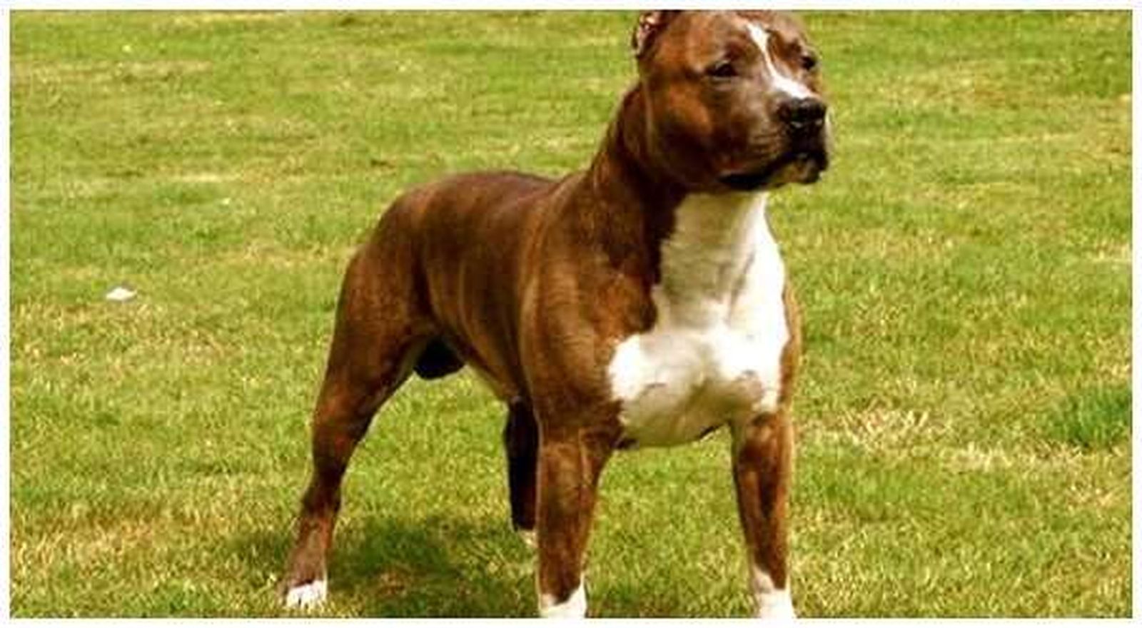 Perro