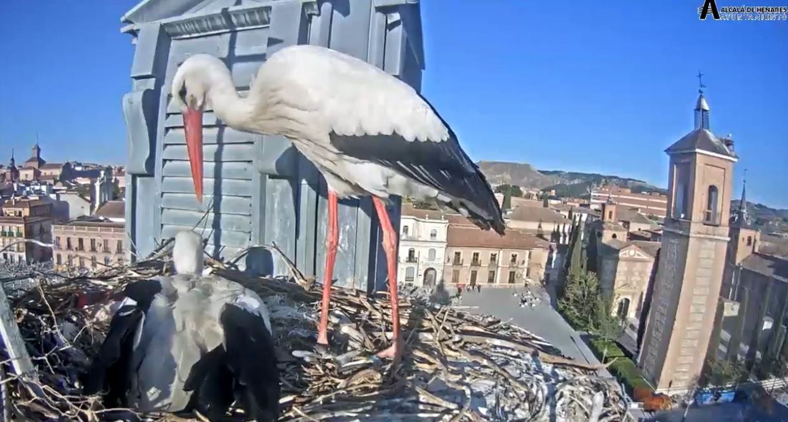 La vida de unas cigüeñas de Alcalá de Henares, en directo las 24 horas del día