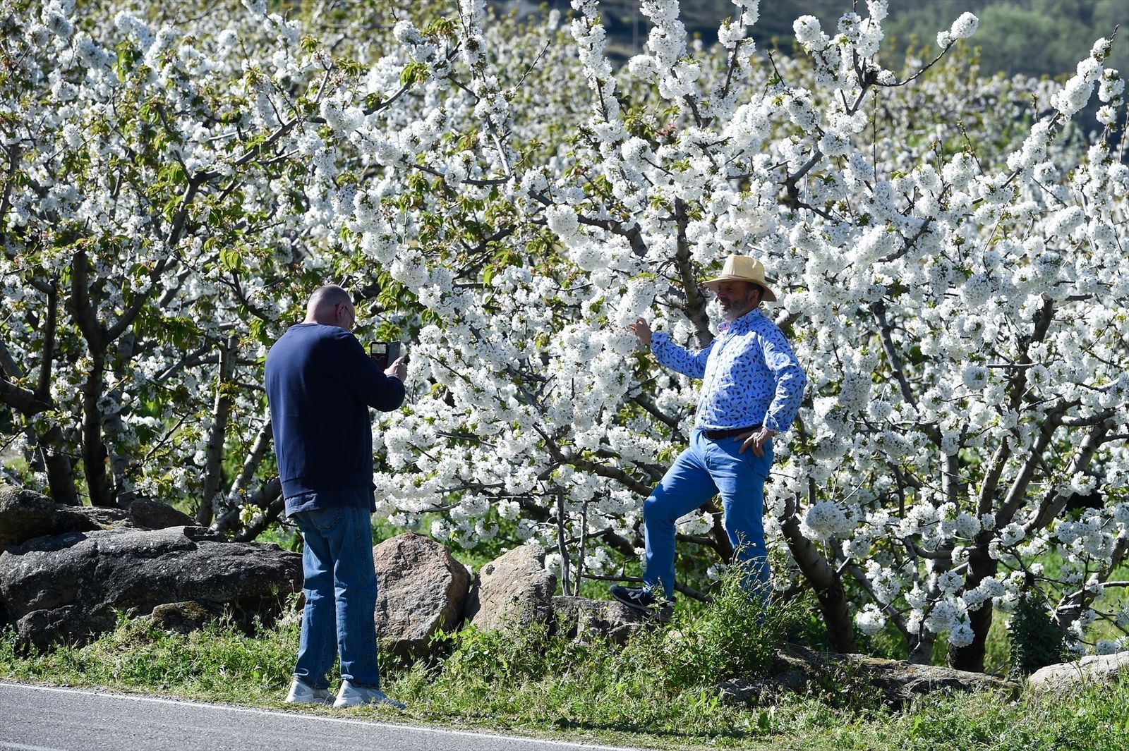 Una persona posa entre varios árboles de cerezo en la floración de los cerezos, en el Valle del Jerte