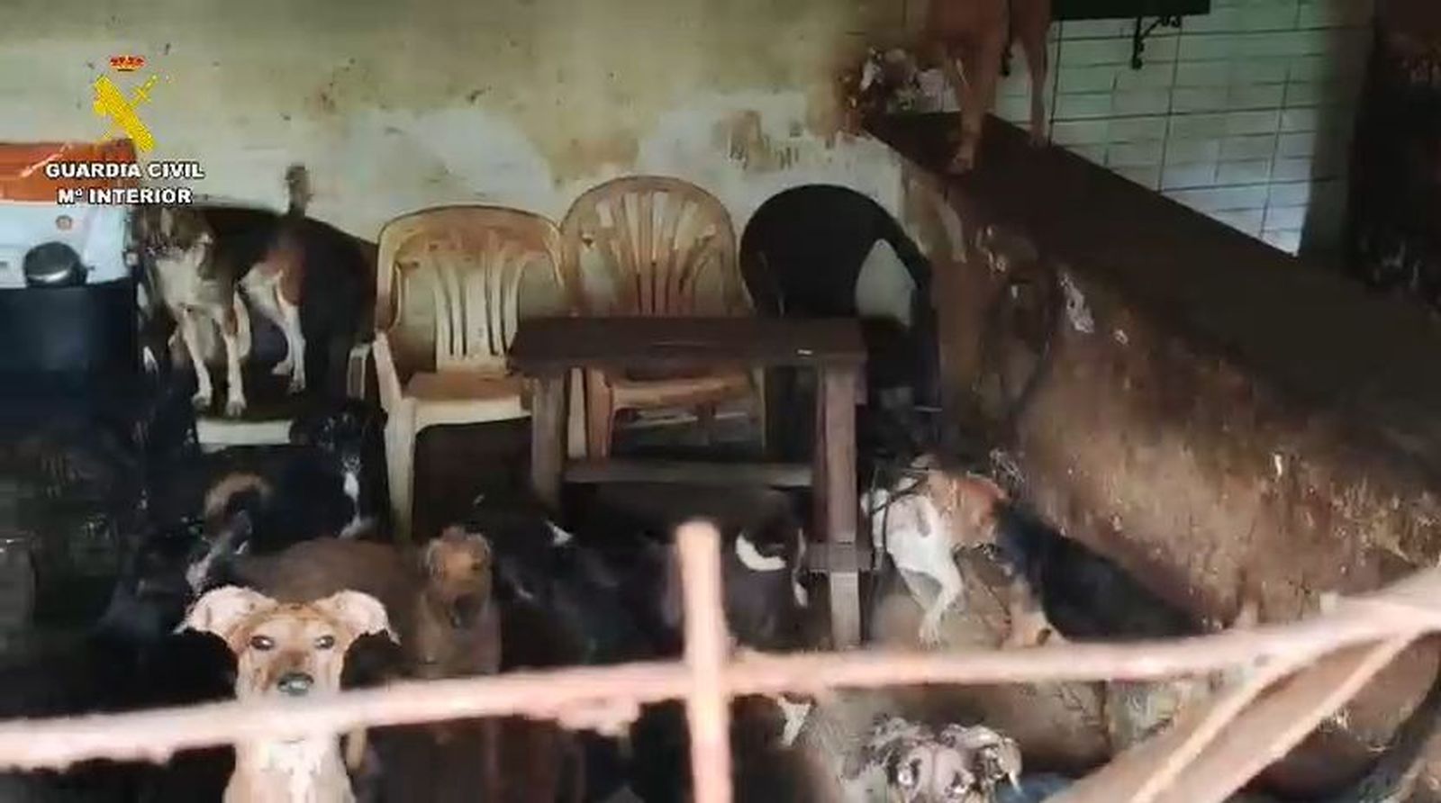 Perros abandonados Arganda