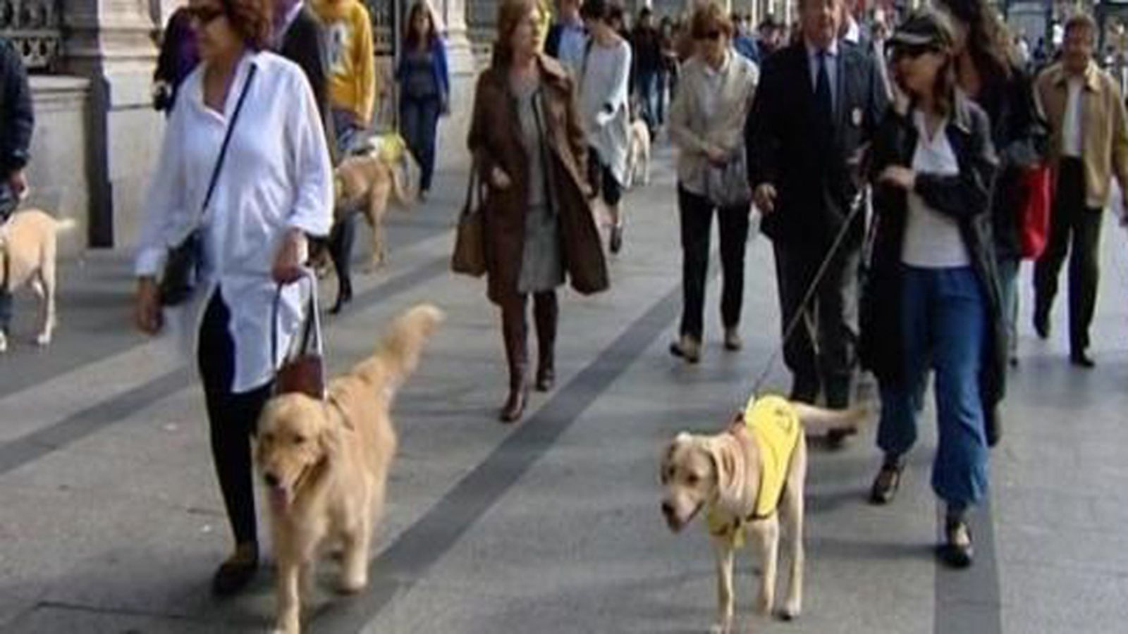 La oposición en la Asamblea quiere  prohibir la venta de animales en tiendas