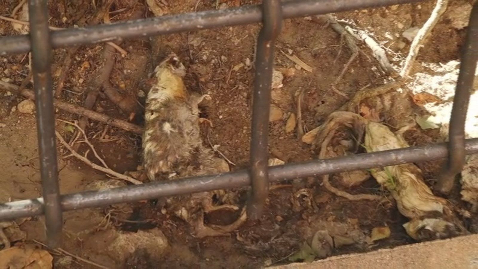 Denuncian la invasión de ratas en Alcorcón