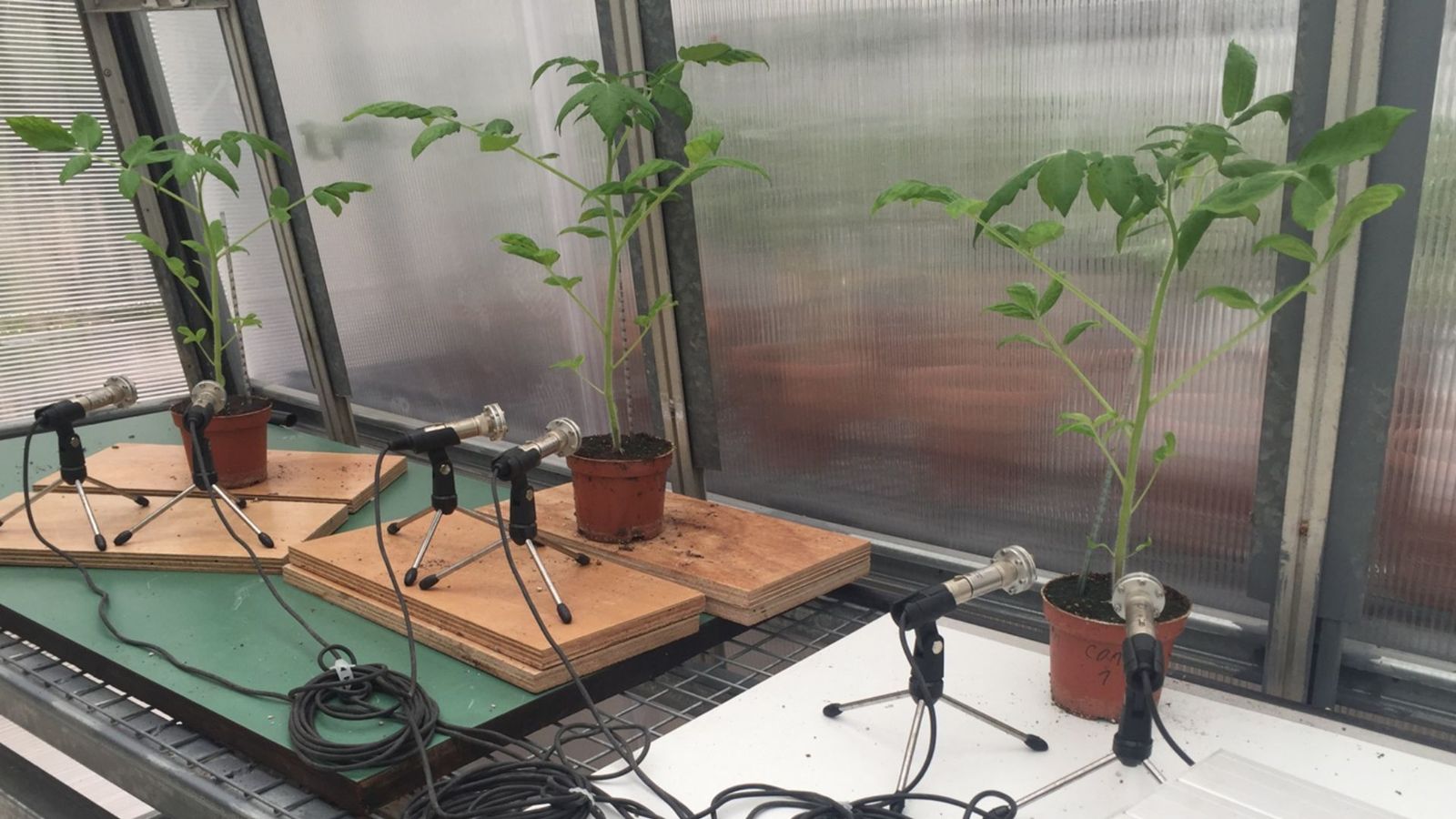Tres tomateras cuyos sonidos se grabaron en un invernadero