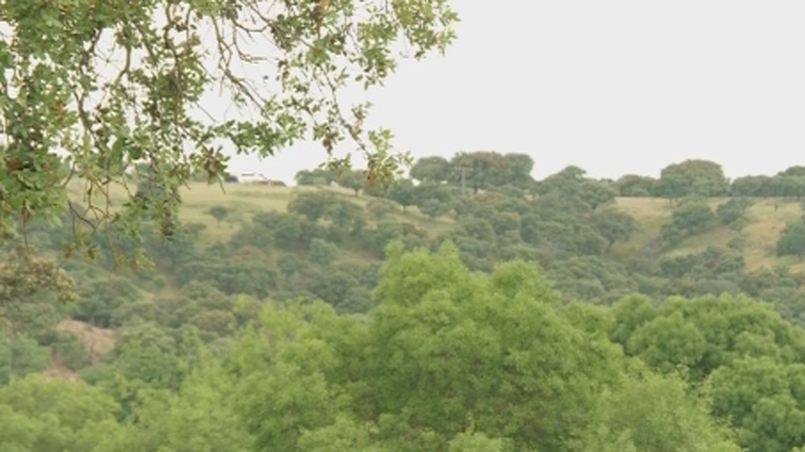 El bosque urbano de Madrid puede contribuir a la mitigación del cambio climático