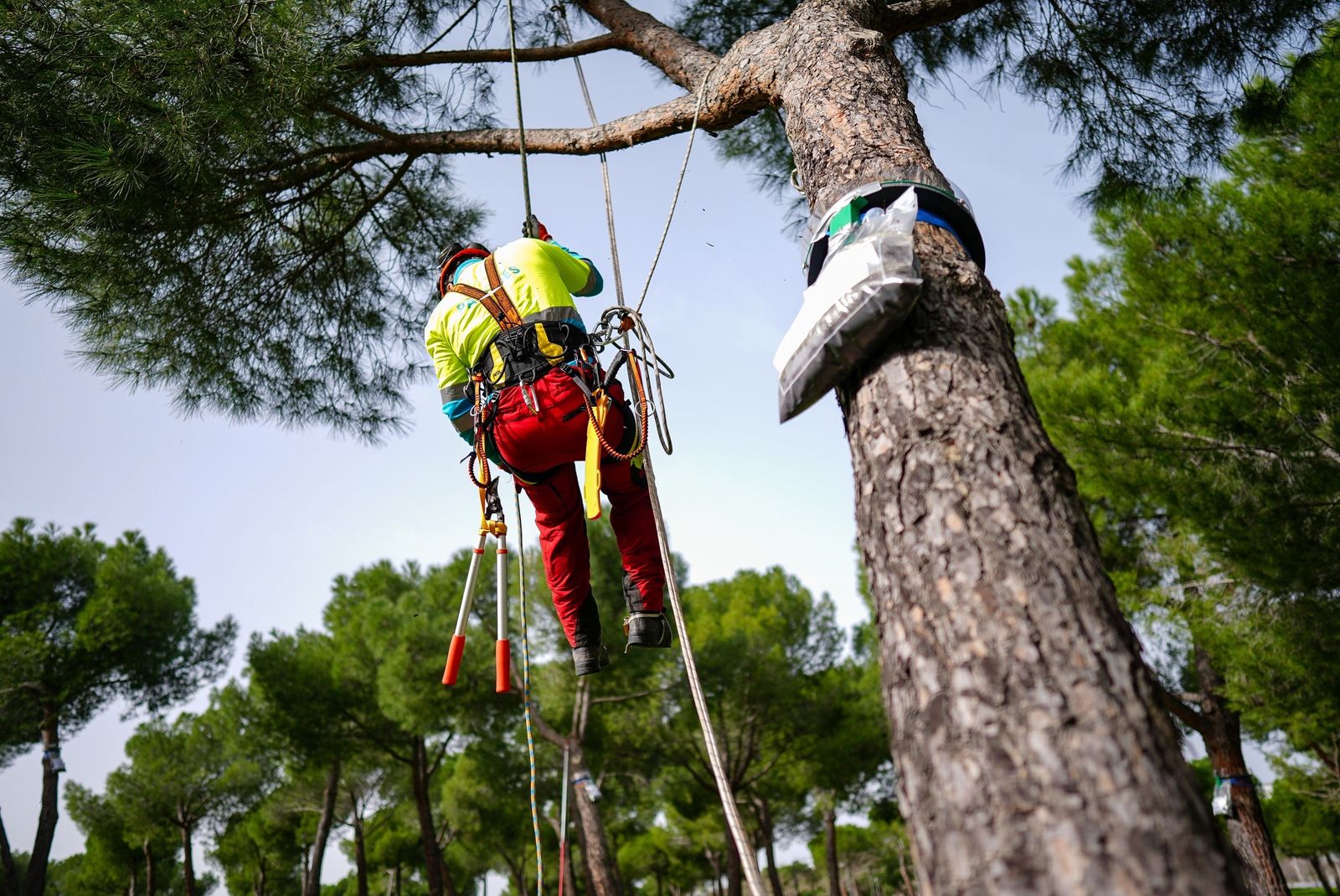 Trabajos para controlar la oruga procesionaria en los parques de Madrid