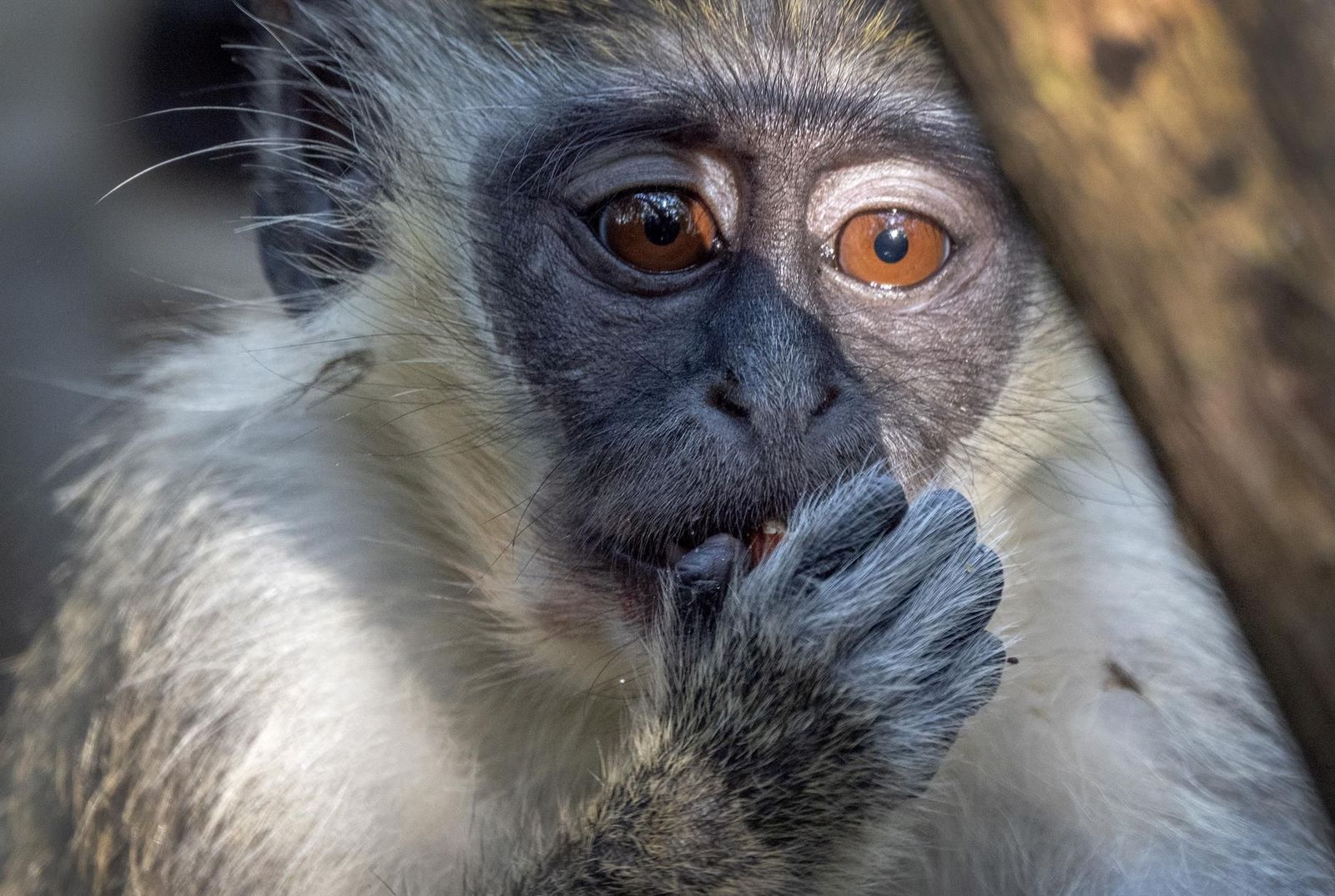 Sanidad asume que habrá más casos de viruela del mono y apela a minimizar los riesgos