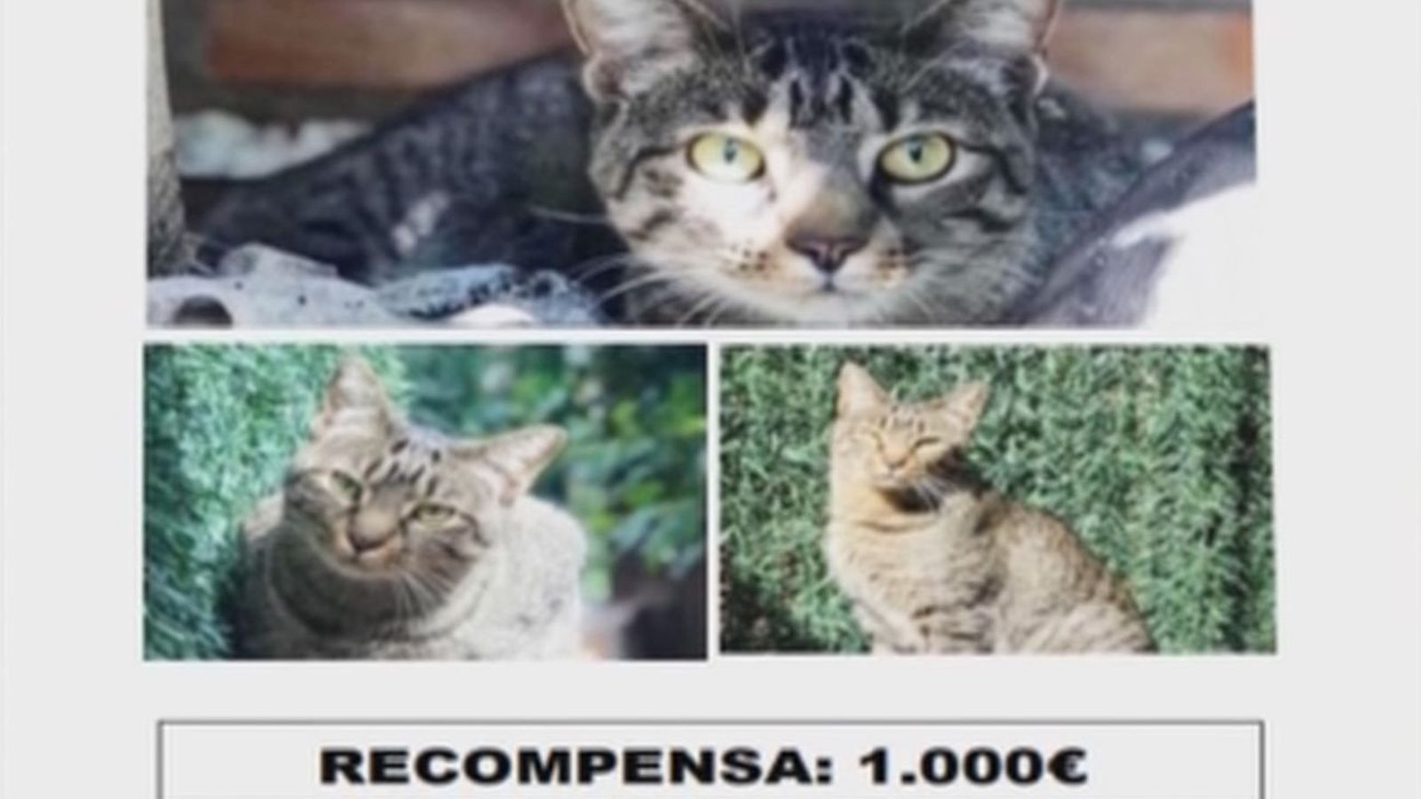 Recompensa de 1.000 euros a quien encuentre a Lucky, un gato perdido en Guadarrama
