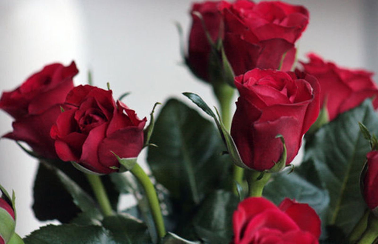 rosas_flores_470