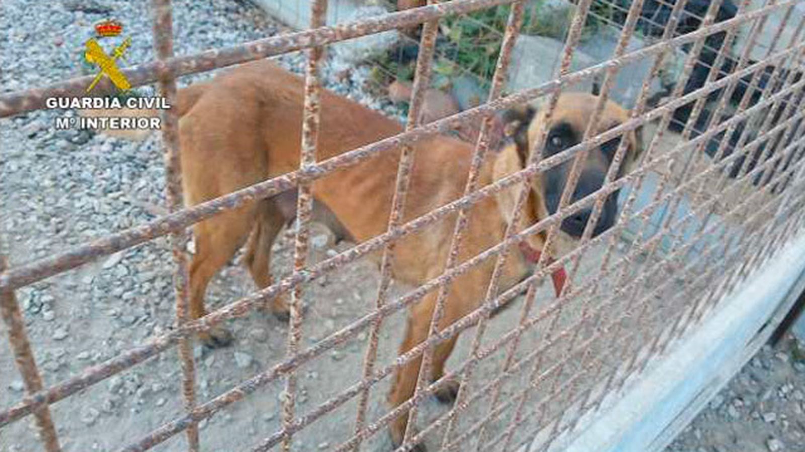 Maltrato animal