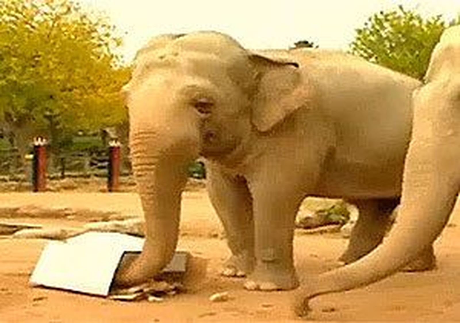 Madrid Distrito Animal: Brain Training