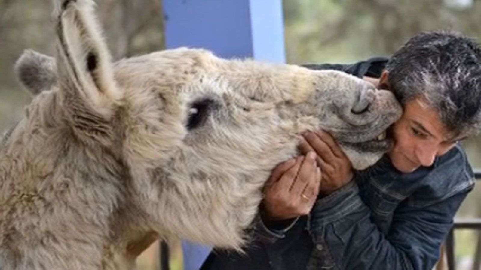 'Hermano Asno', un libro-tributo al animal símbolo de trabajo y ternura