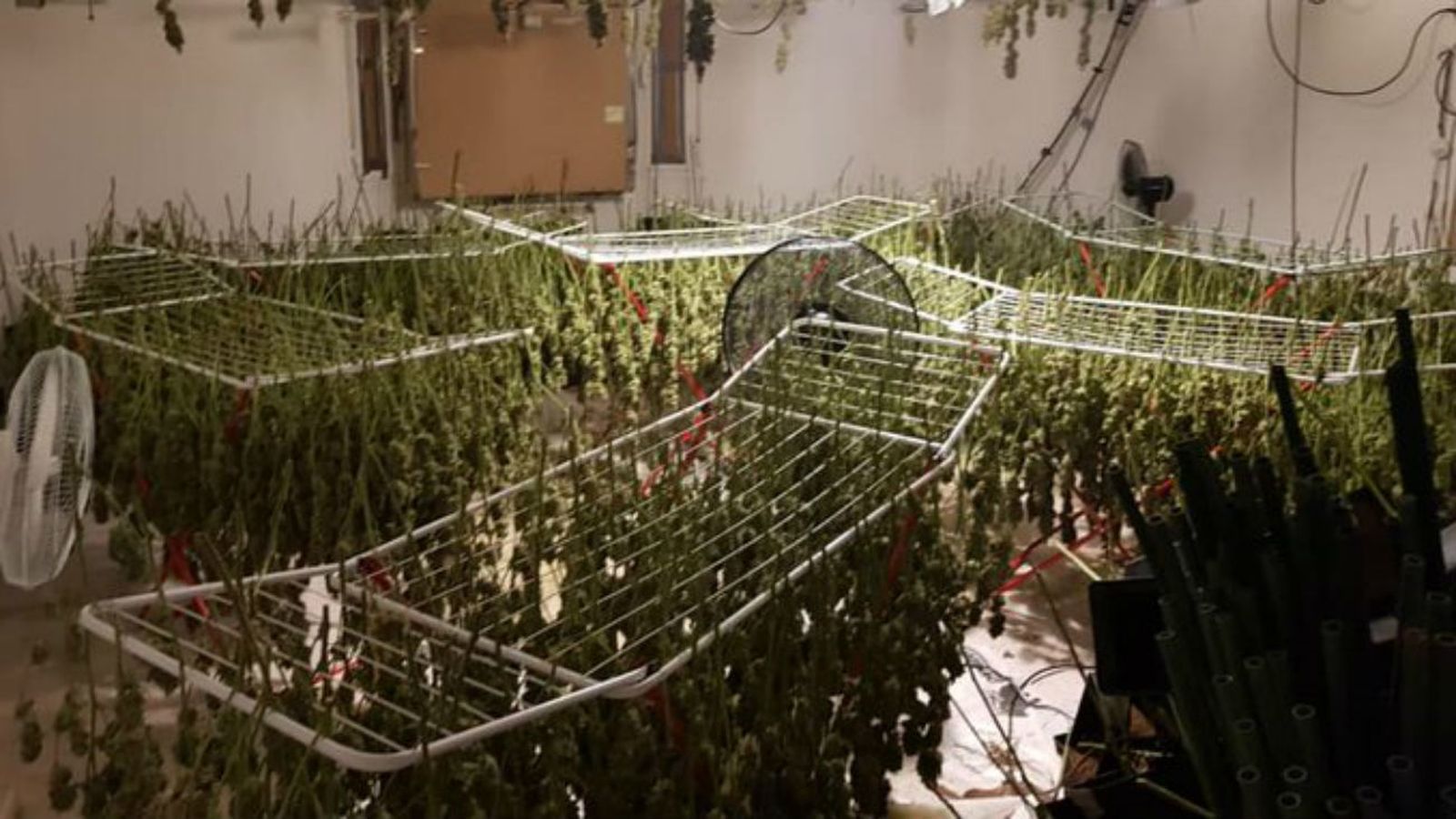 Marihuana