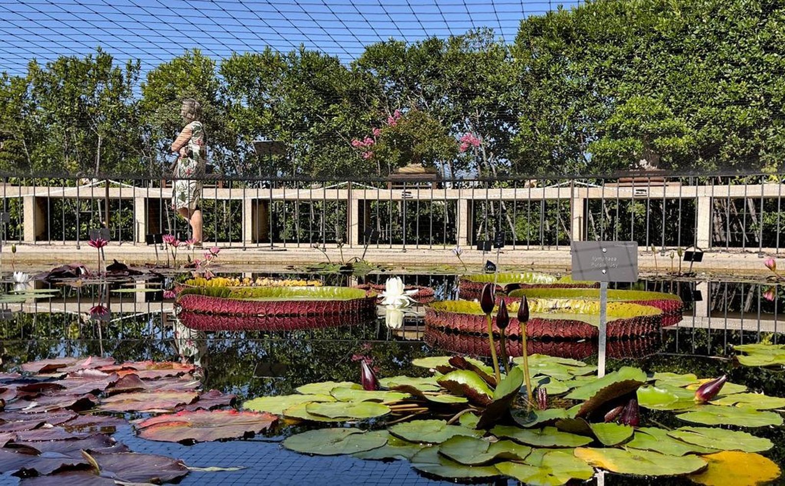 Estanque del Real Jardín Botánico de Madrid sonde se encuentran los nenúfares
