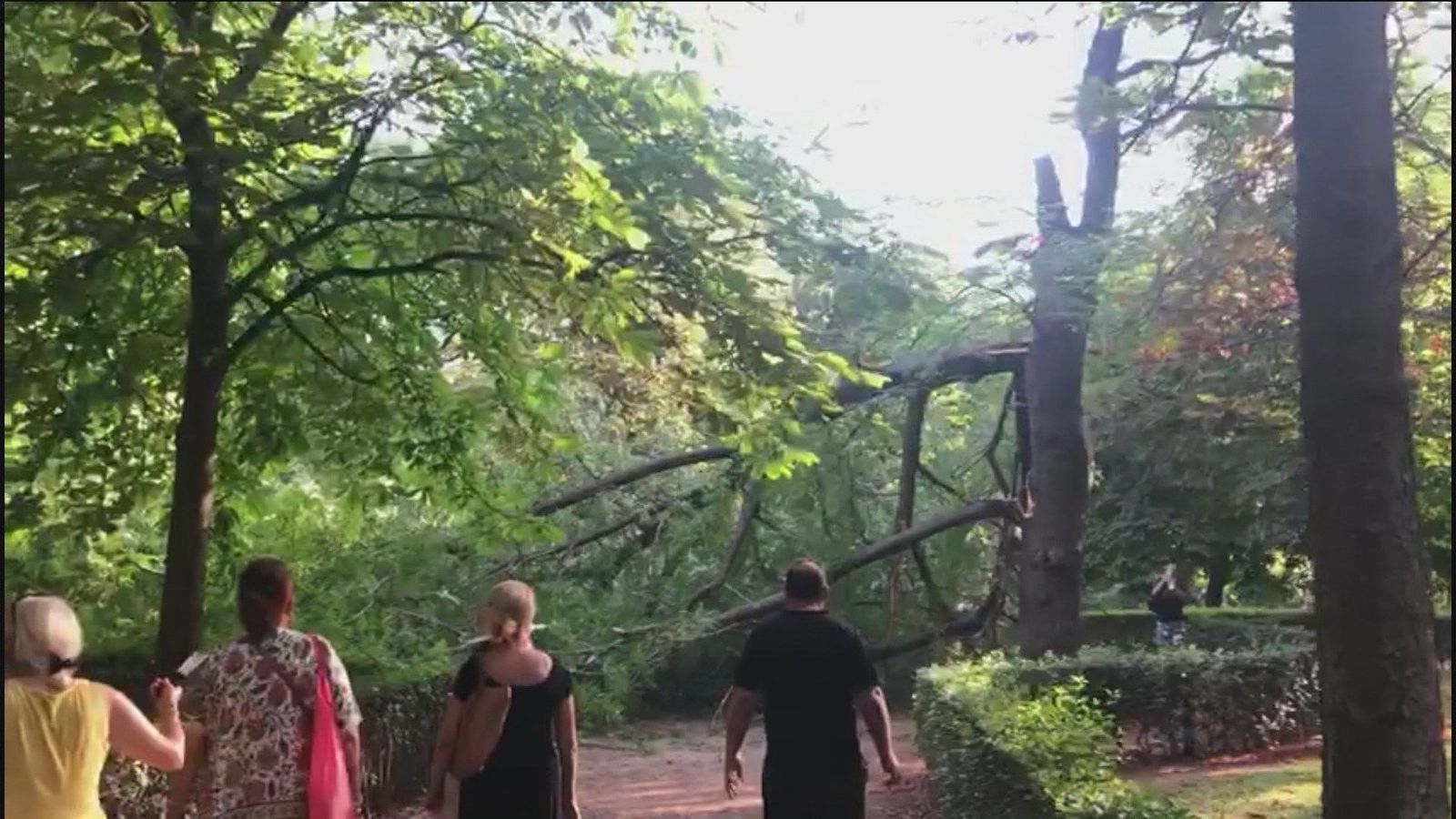 Cae parte de un árbol en el parque del Retiro