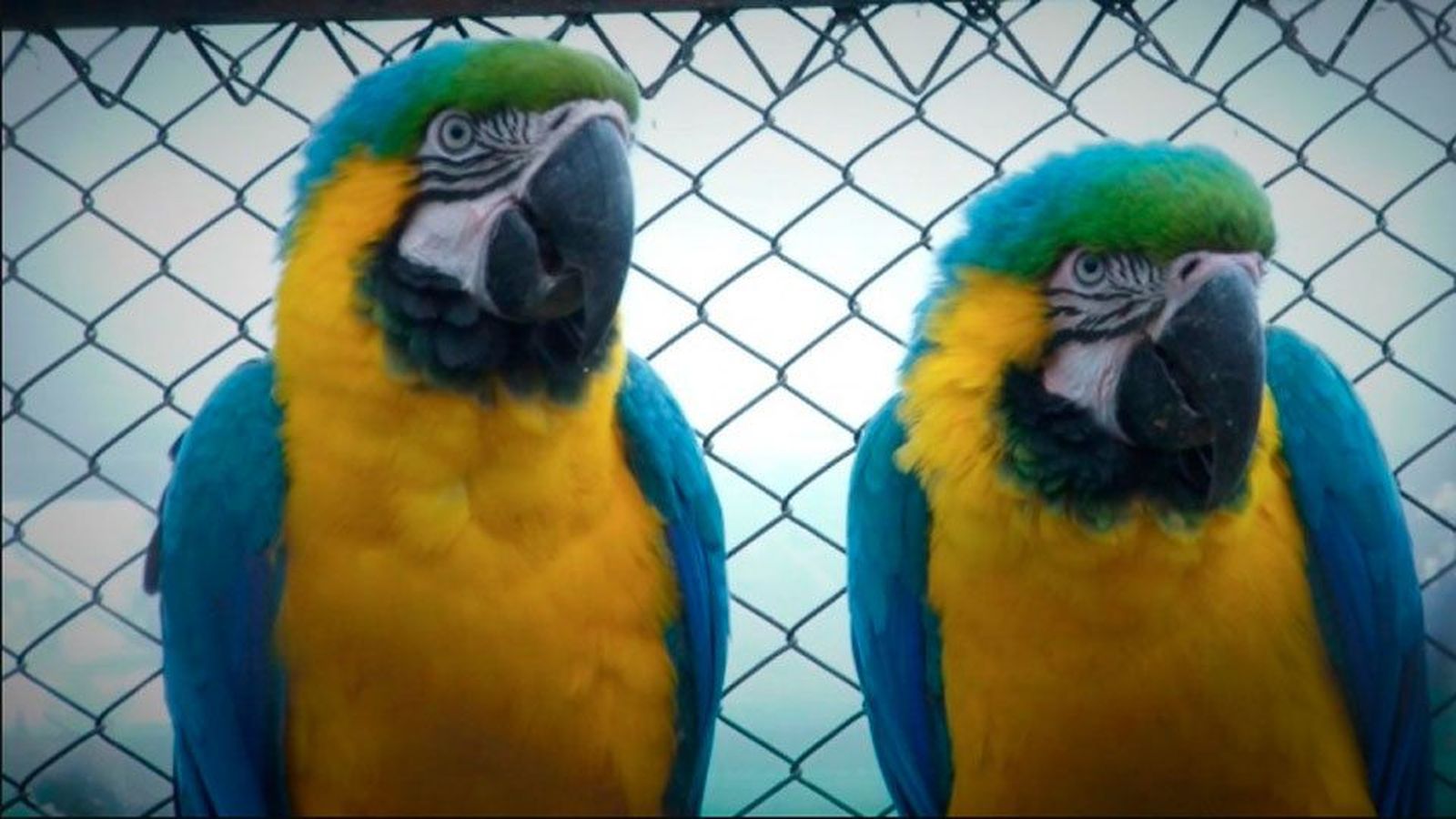 El Gobierno aprueba un plan contra el tráfico ilegal de especies animales y vegetales