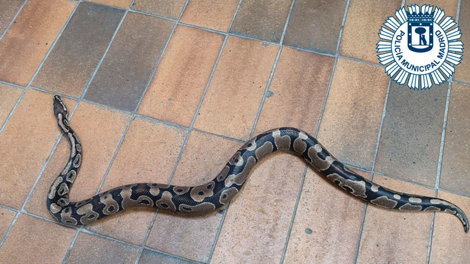 Serpiente pitón