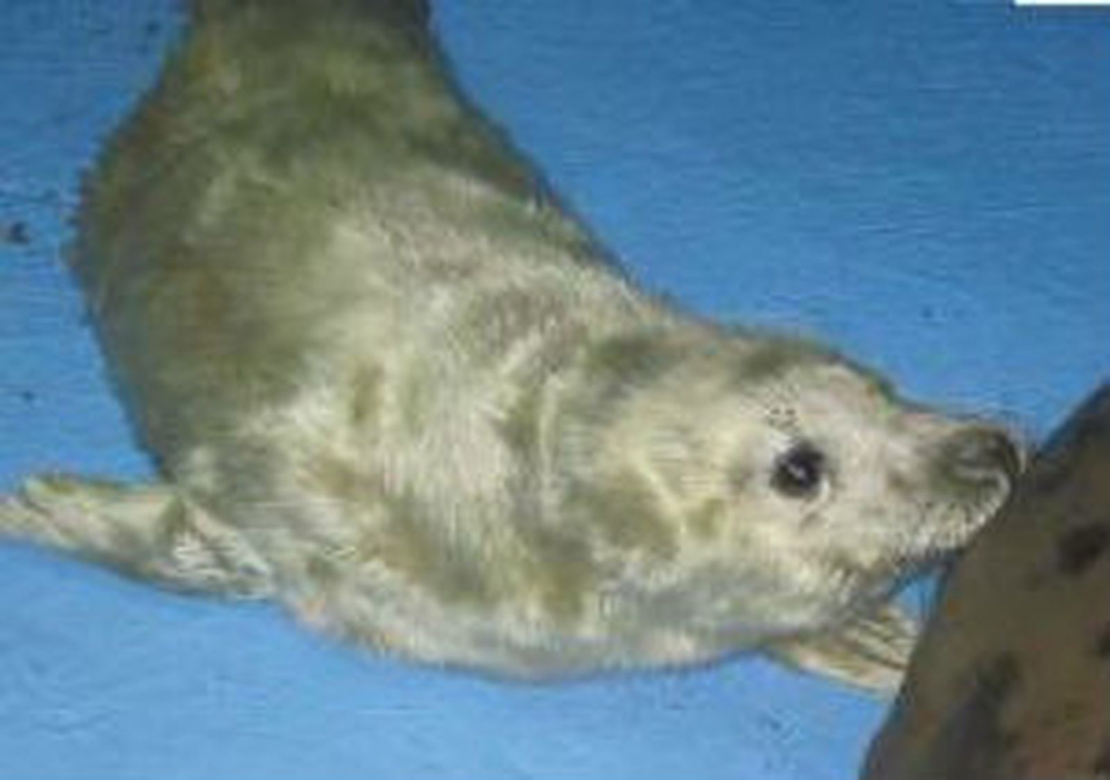 Foca Gris